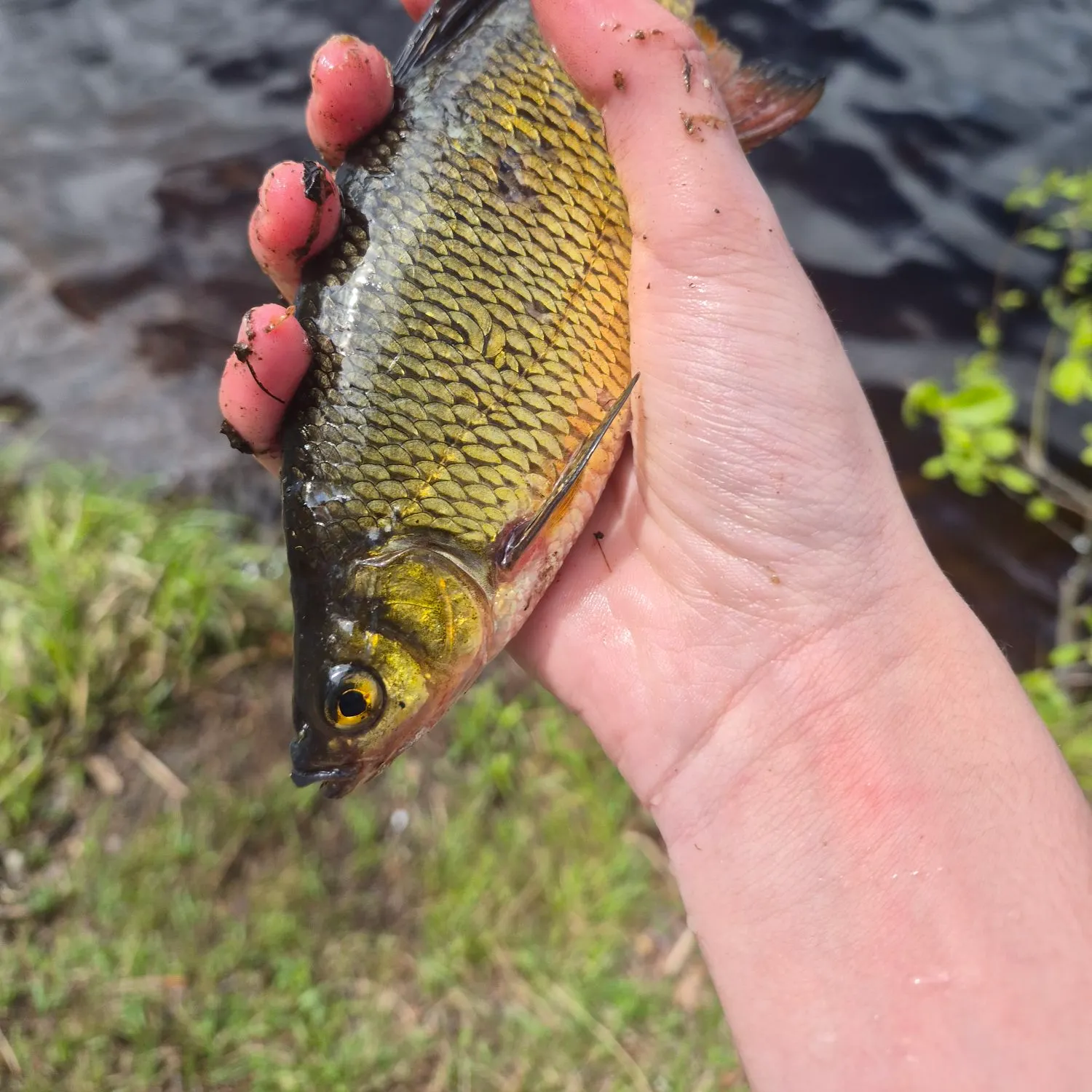 The most recent Golden shiner catches on Fishbrain