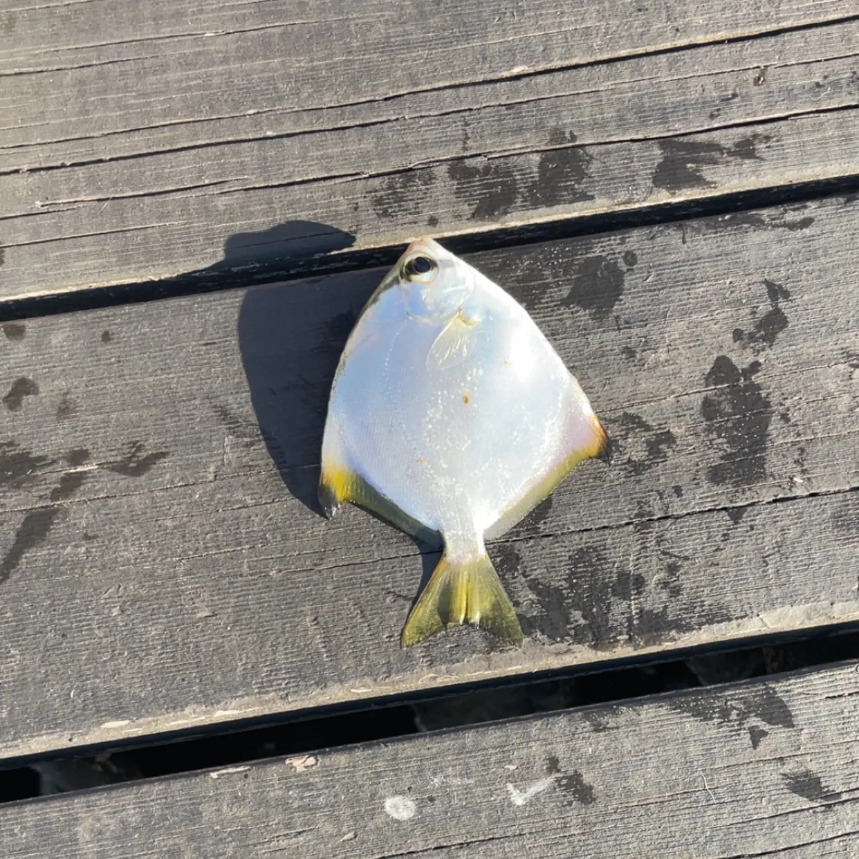 The most recent Silver moony catches on Fishbrain