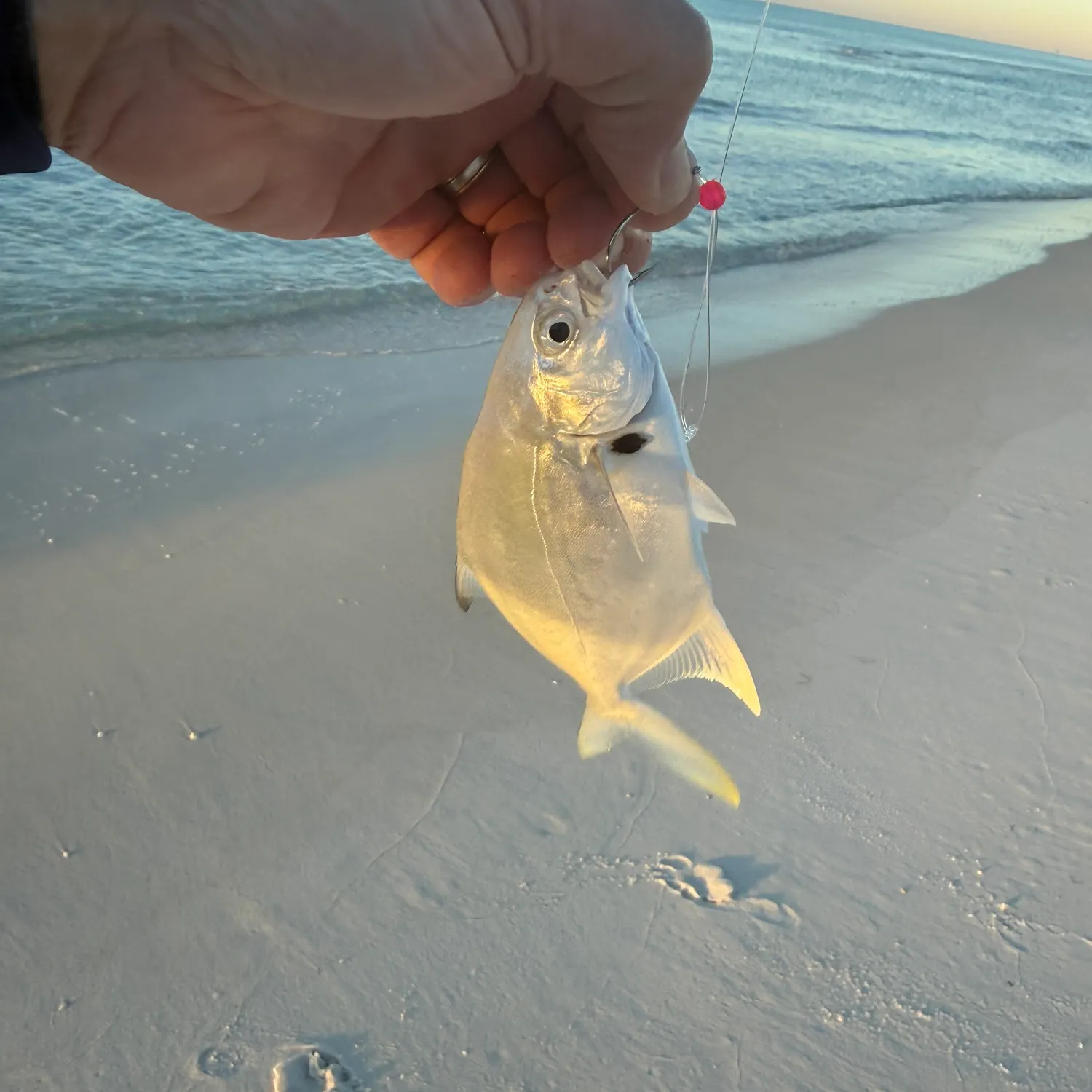 The most recent Florida pompano catches on Fishbrain