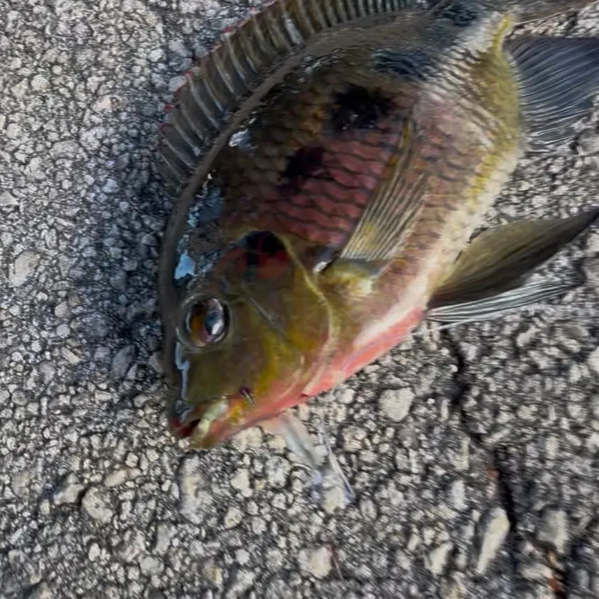 Spotted tilapia caught on Fishbrain