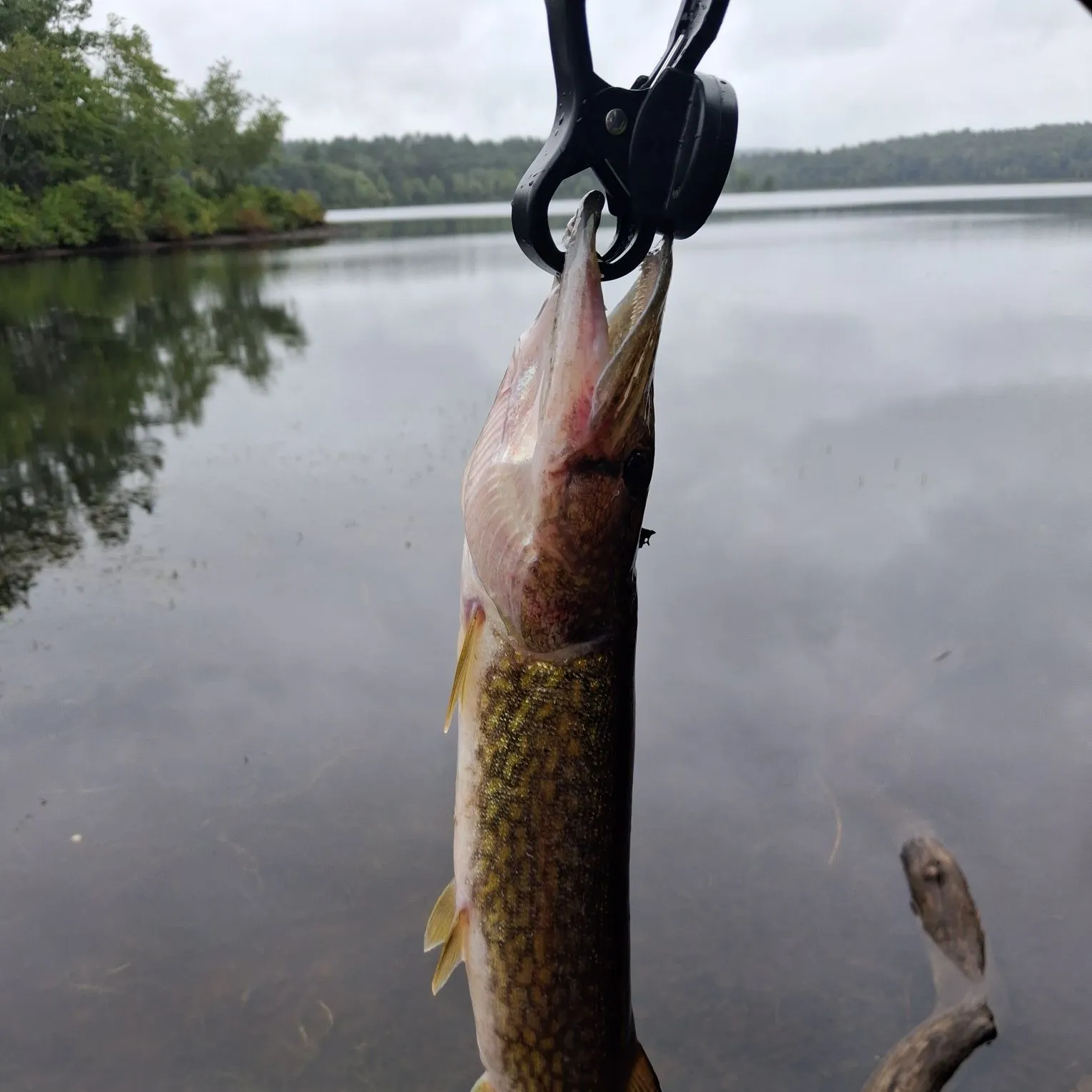 Chain pickerel caught on Fishbrain