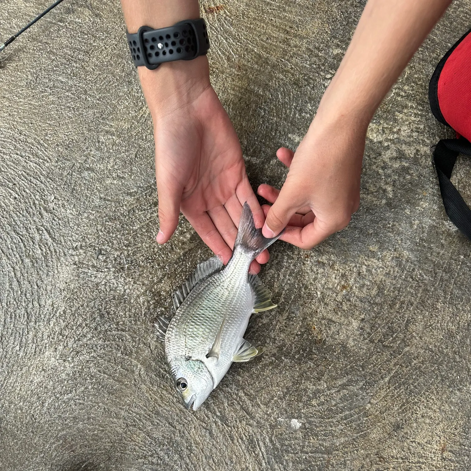 recently logged catches