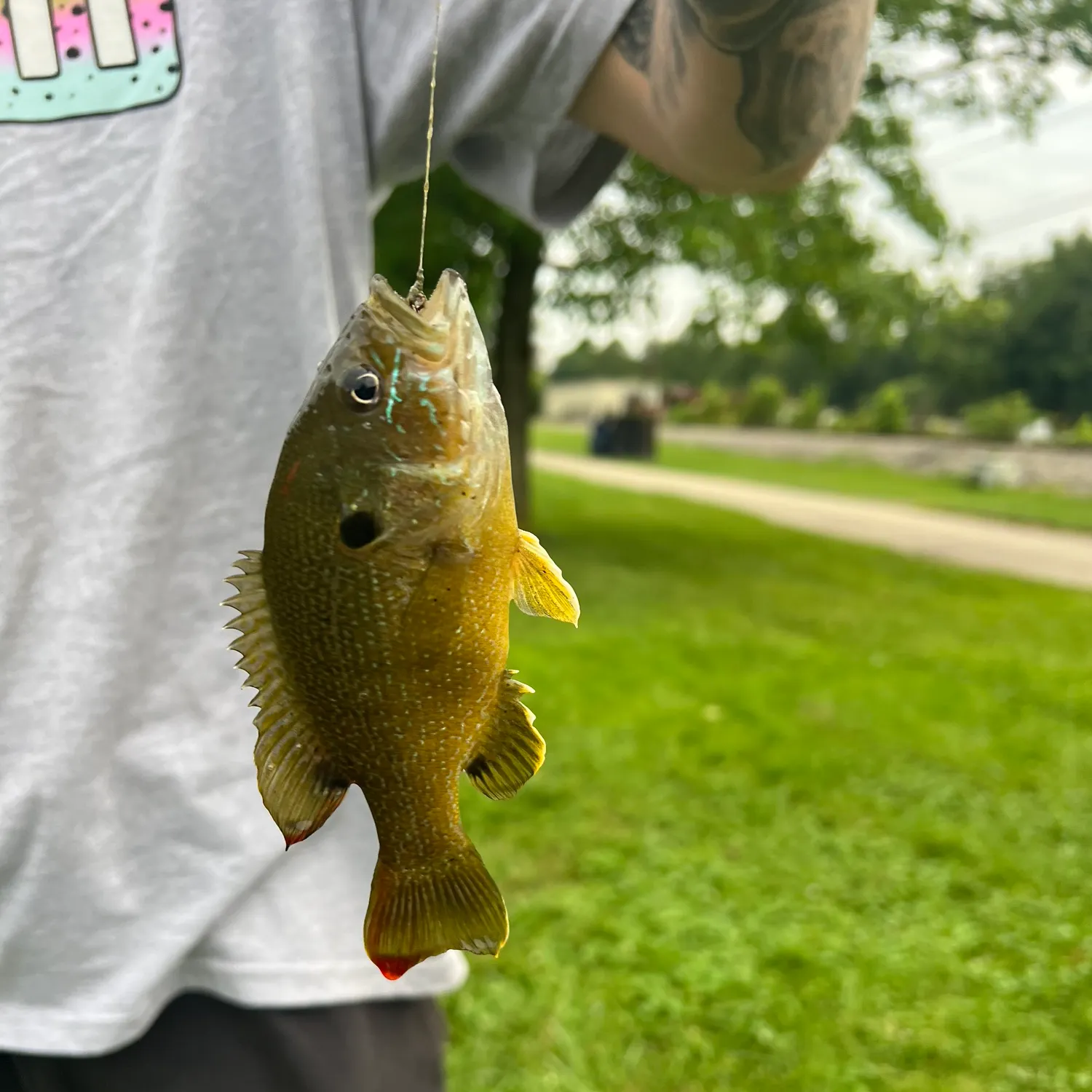Green sunfish caught on Fishbrain