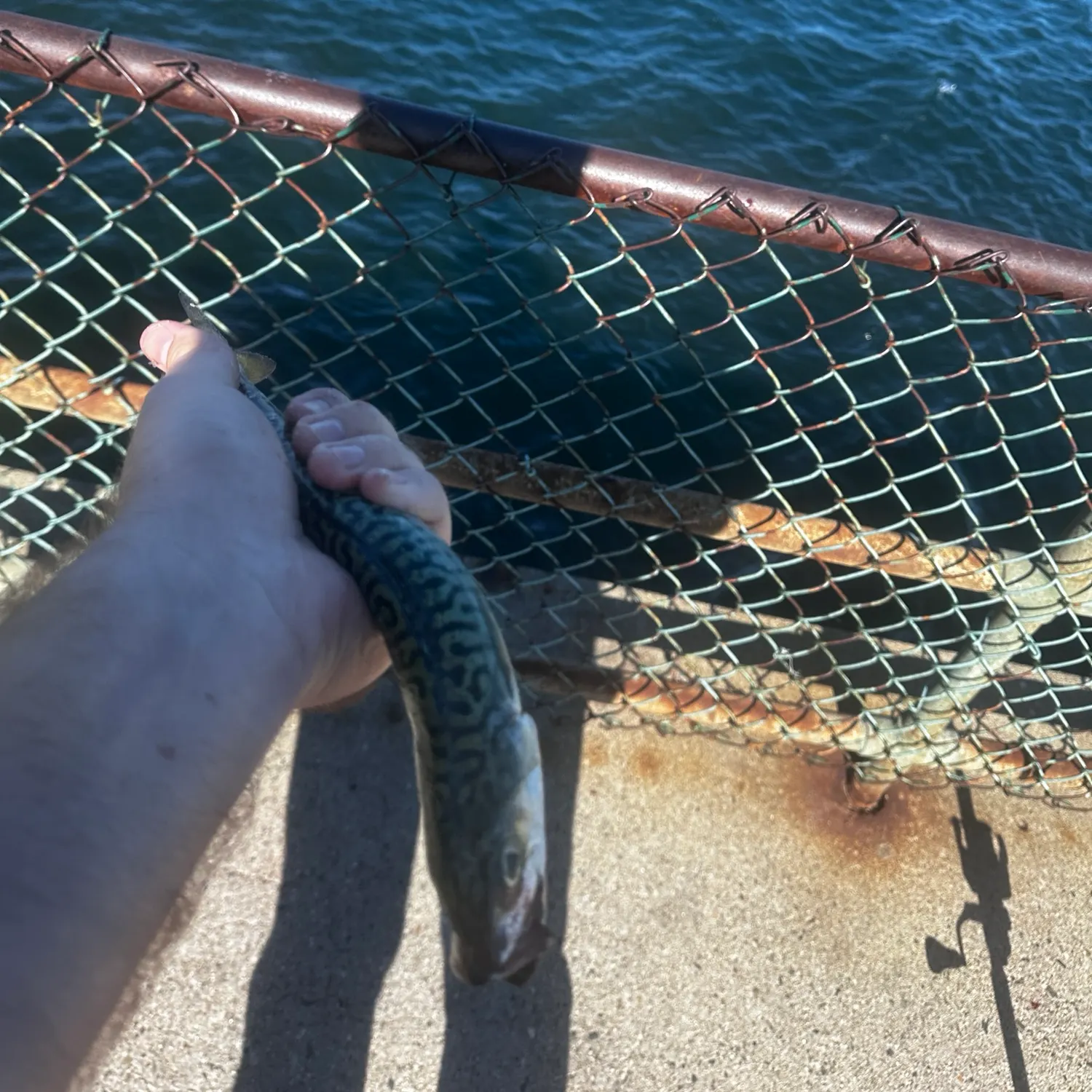 Atlantic mackerel caught on Fishbrain