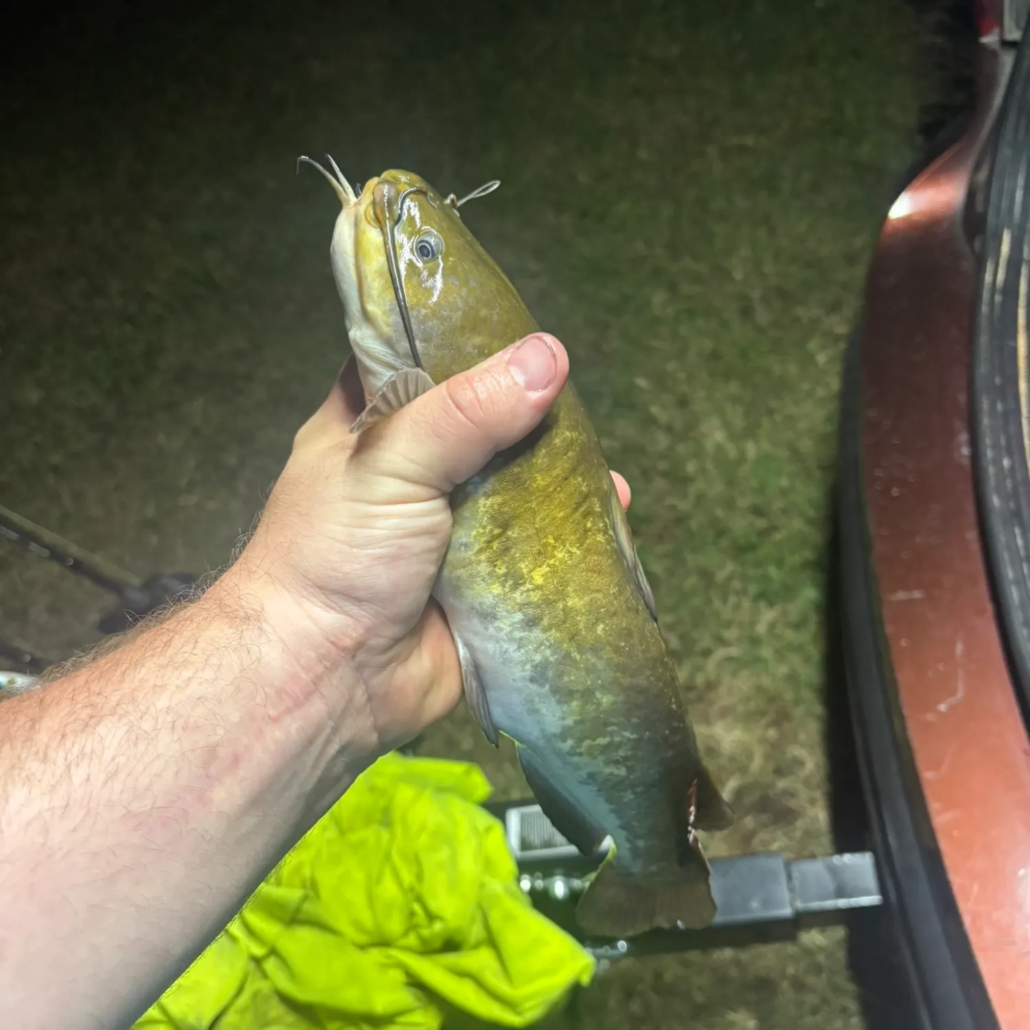 Channel catfish caught on Fishbrain