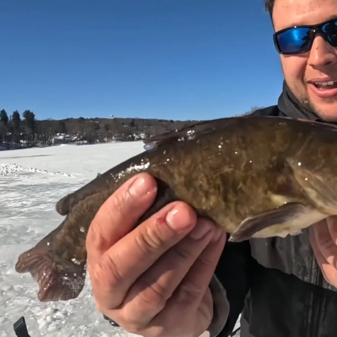 The most recent Brown bullhead catches on Fishbrain