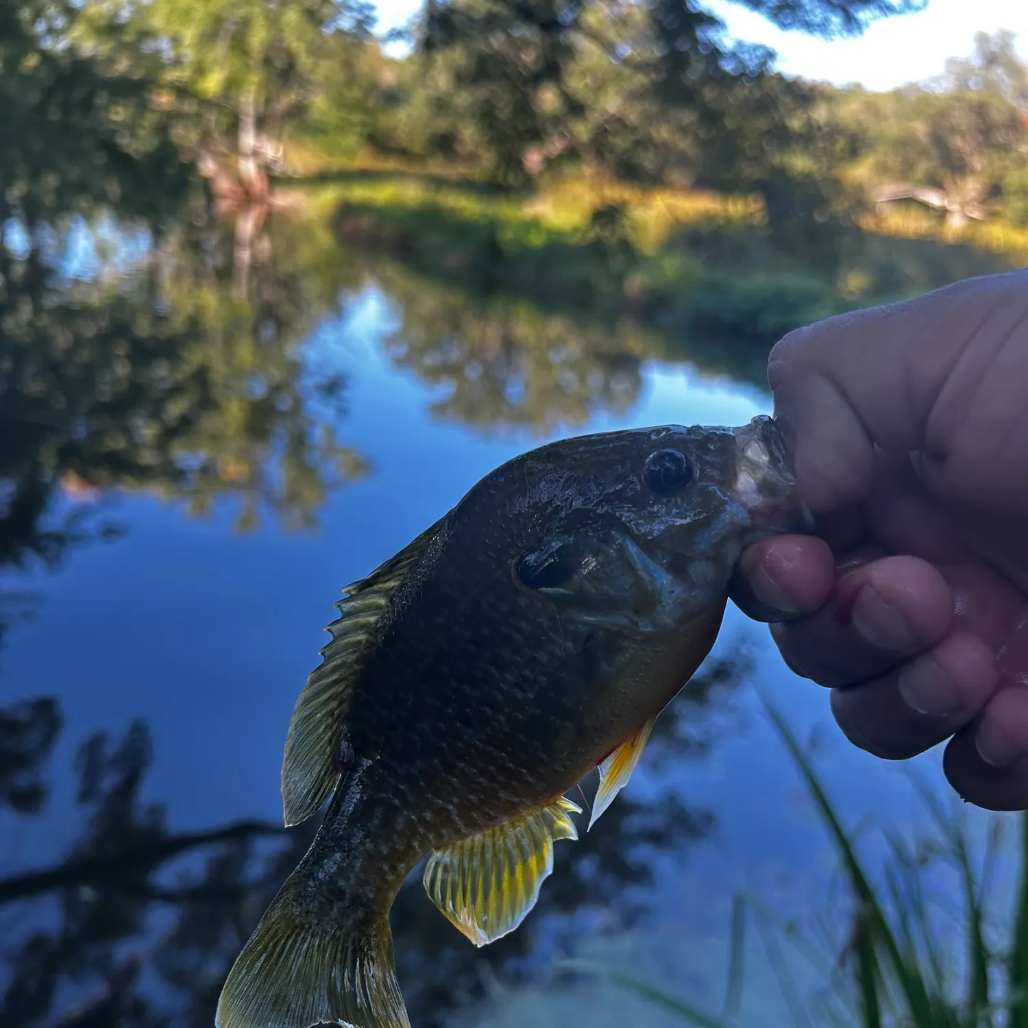 Green sunfish caught on Fishbrain