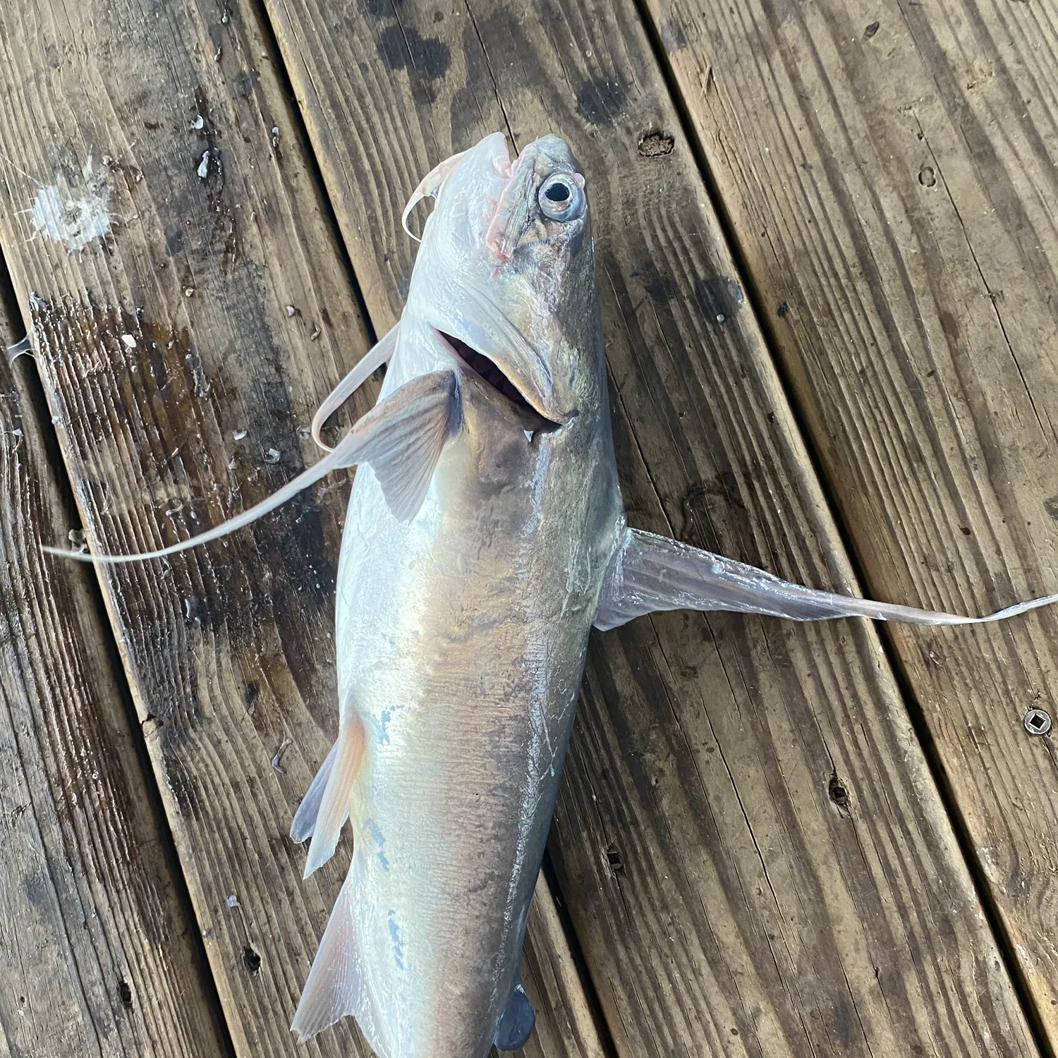 Gafftopsail sea catfish caught on Fishbrain
