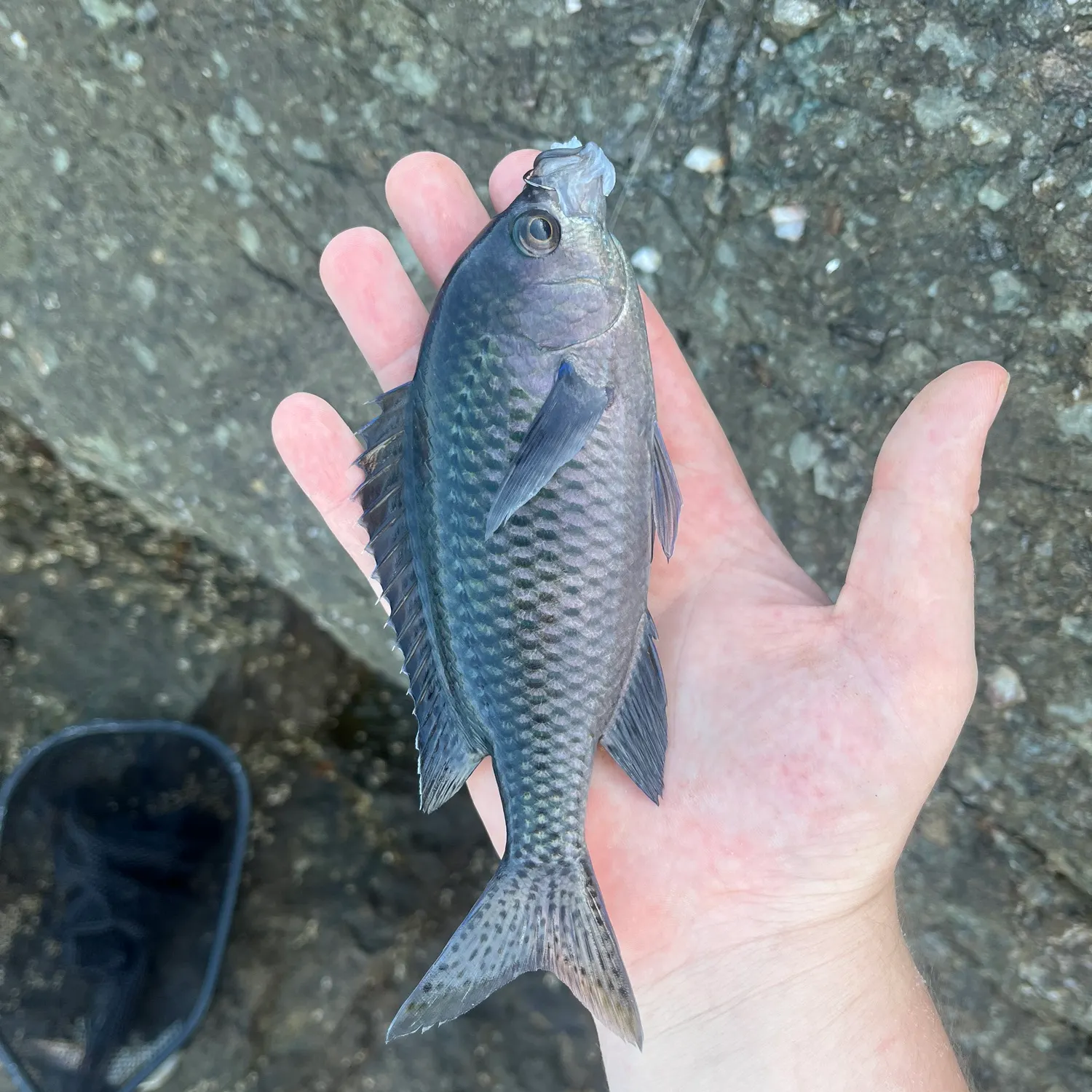 The most recent Blacksmith catches on Fishbrain