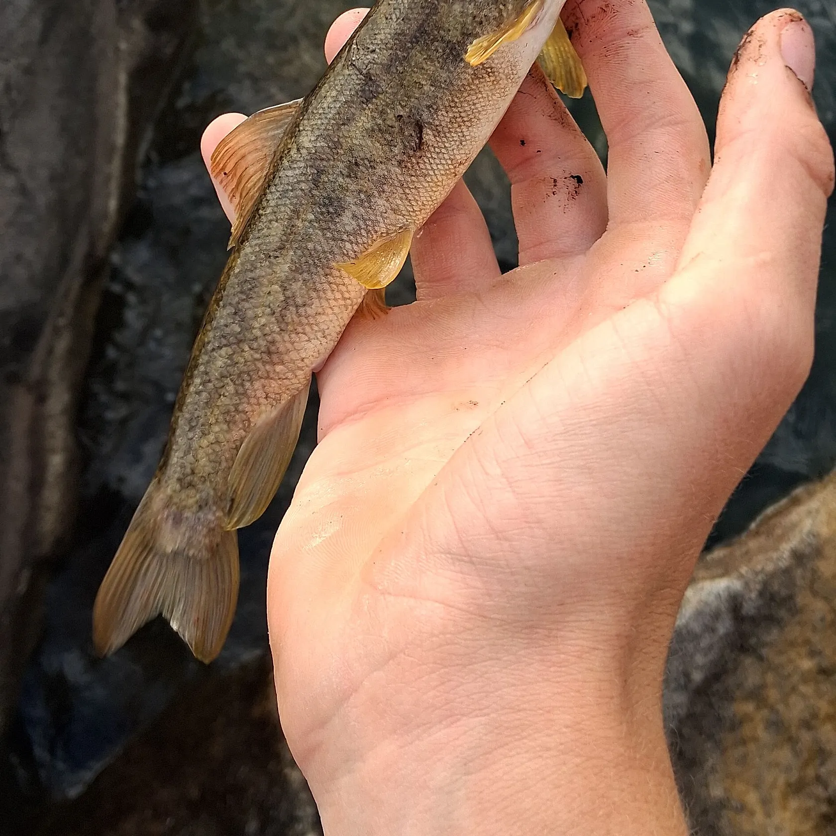 The most recent Tahoe sucker catches on Fishbrain