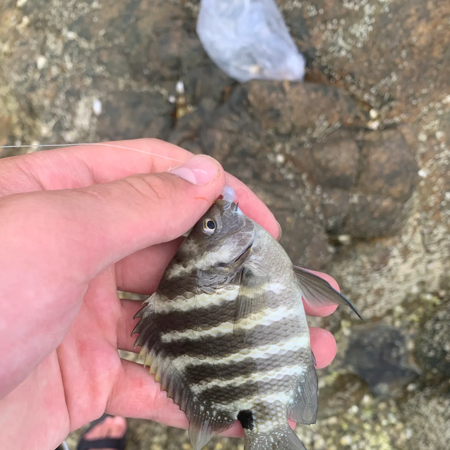 The most recent Blackspot sergeant catches on Fishbrain