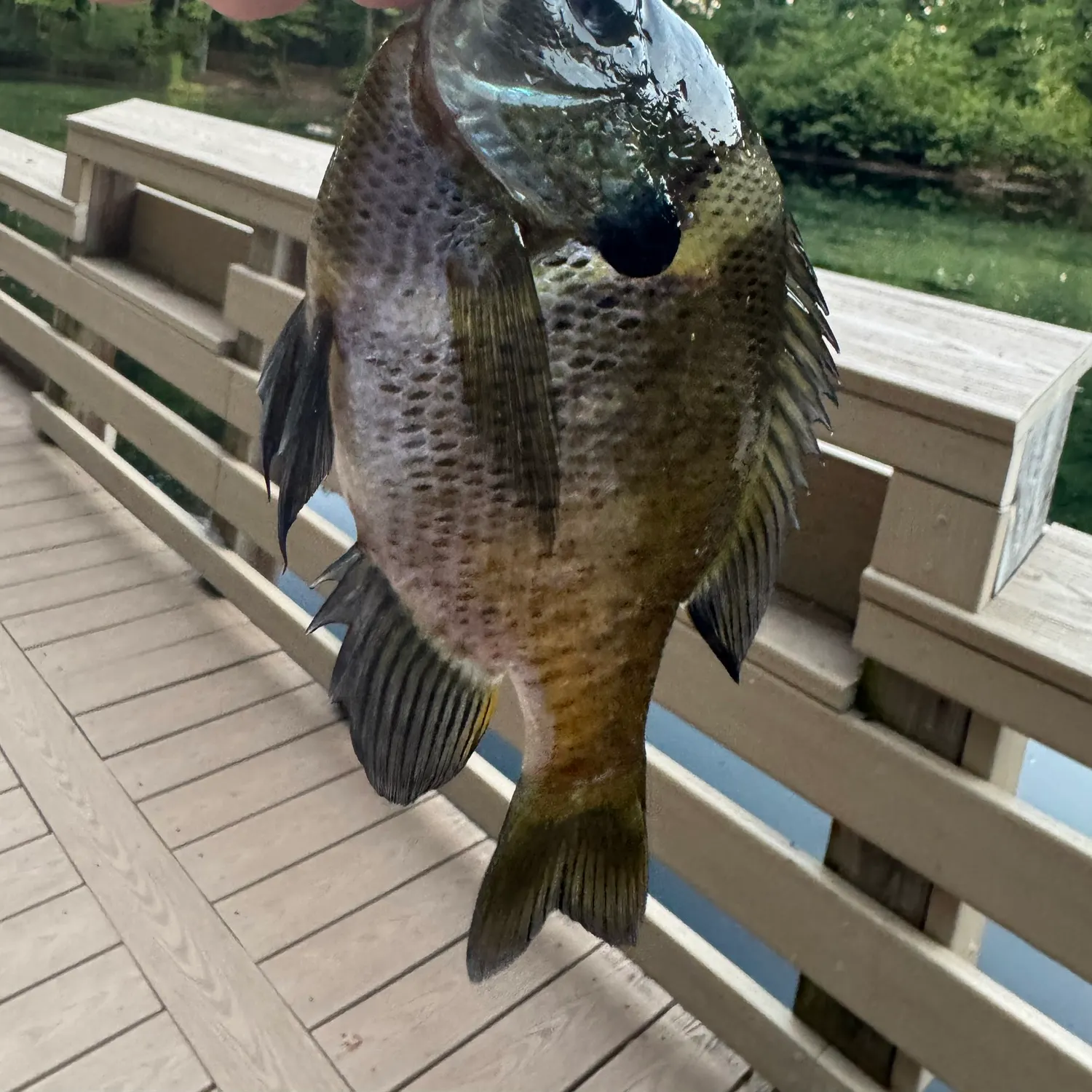 Bluegill caught on Fishbrain