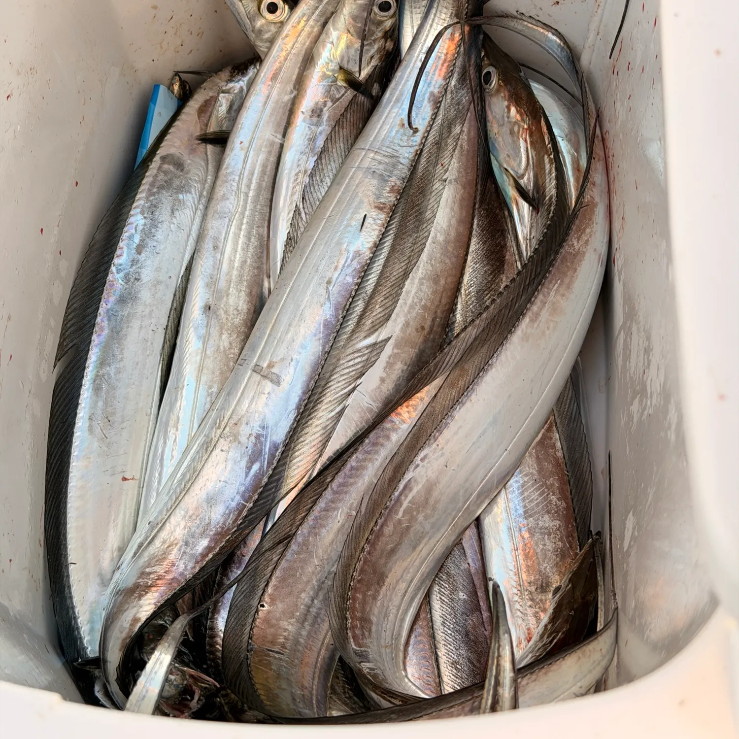 The most recent Atlantic cutlassfish catches on Fishbrain