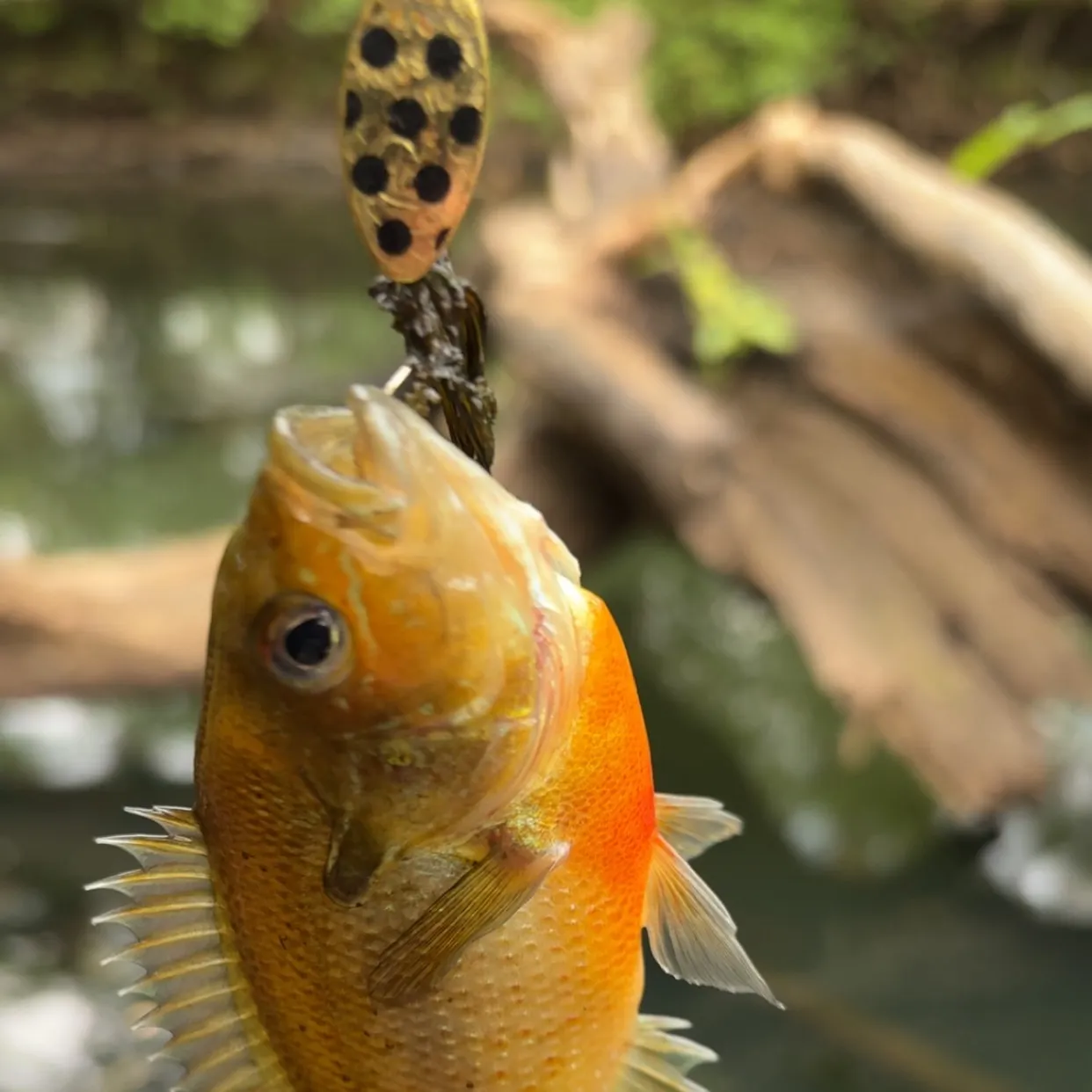 Redbreast sunfish caught on Fishbrain