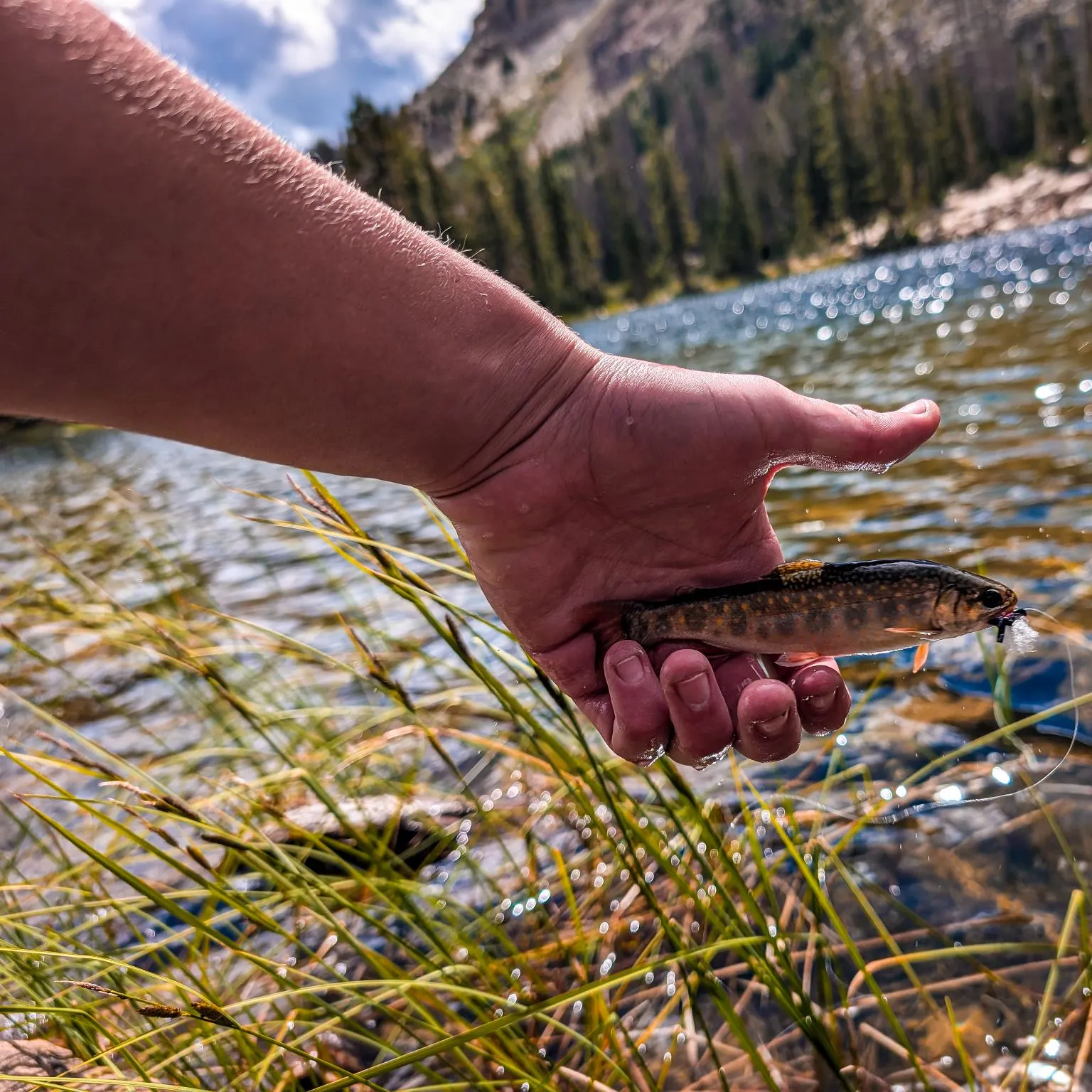 The most recent Brook trout catches on Fishbrain