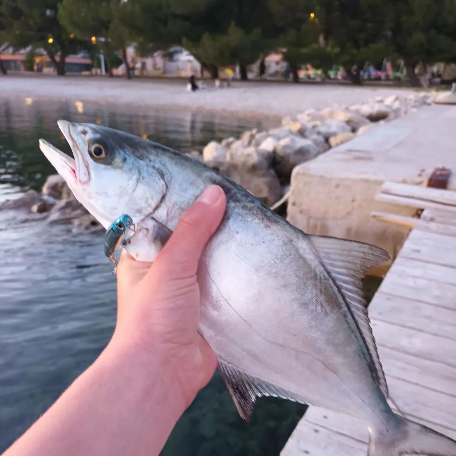 The most recent Leerfish catches on Fishbrain