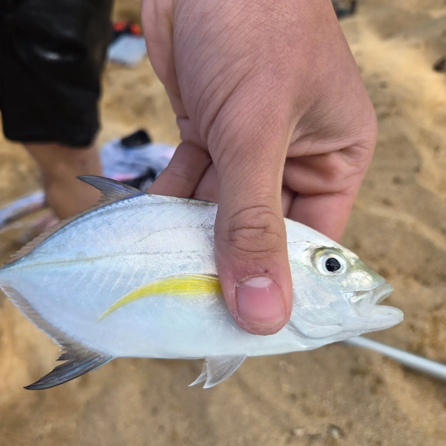 The most recent Bluefin trevally catches on Fishbrain