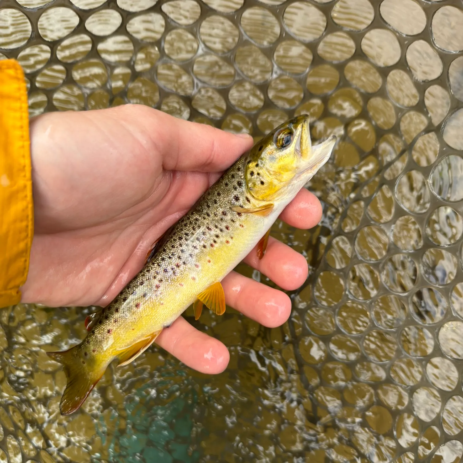 Brown trout caught on Fishbrain