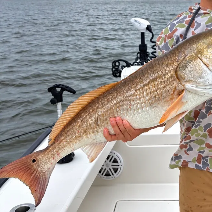 Red drum caught on Fishbrain