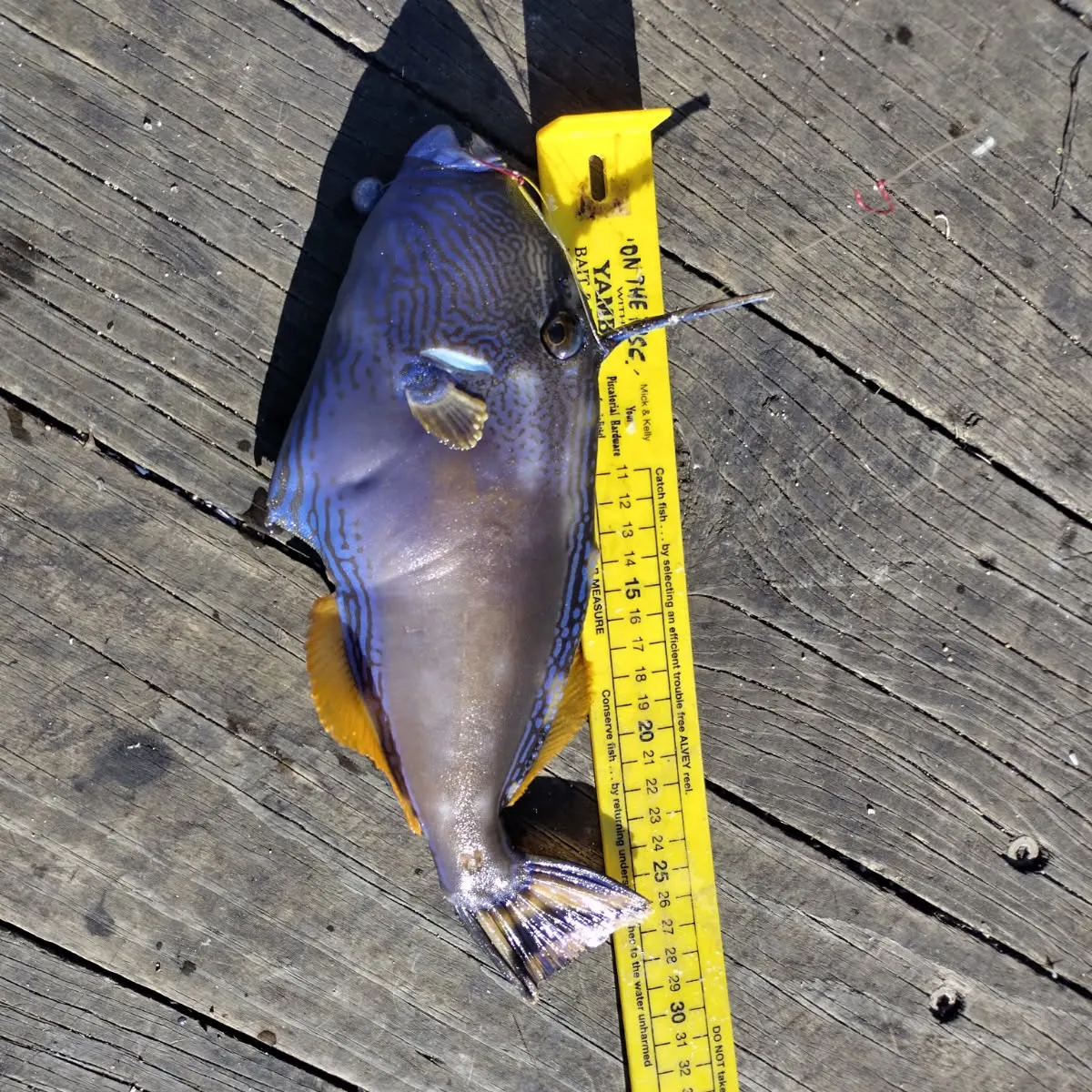 recently logged catches