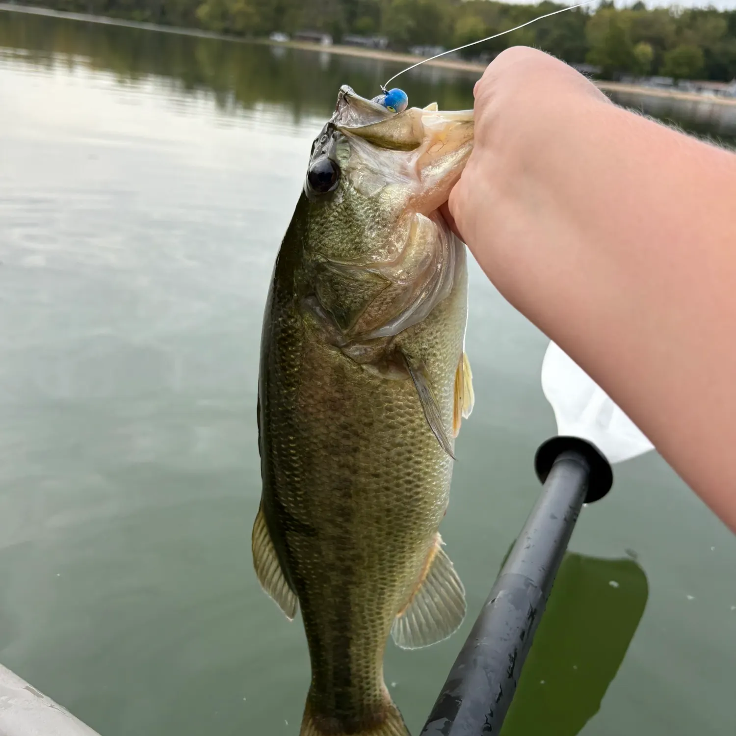 Fish caught on Fishbrain