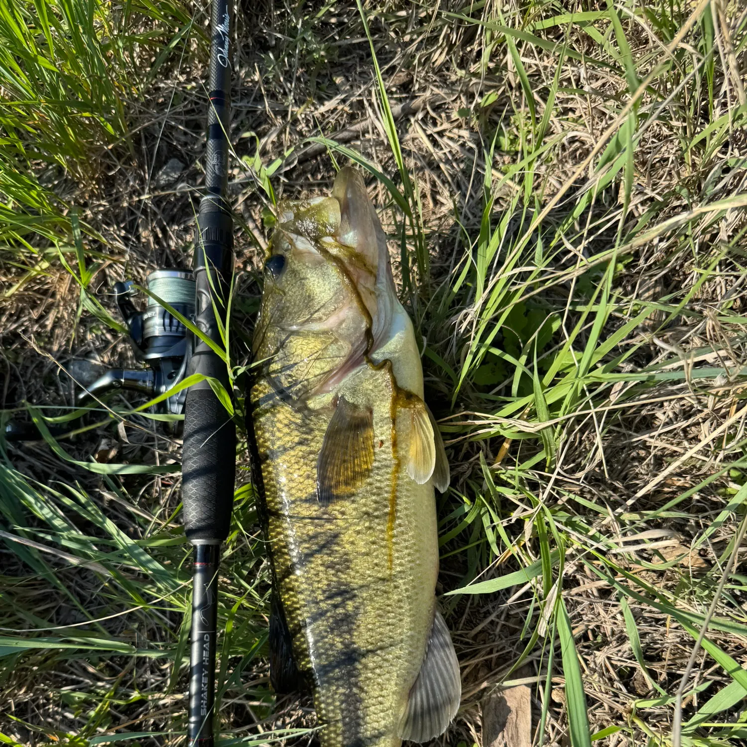 angler catch