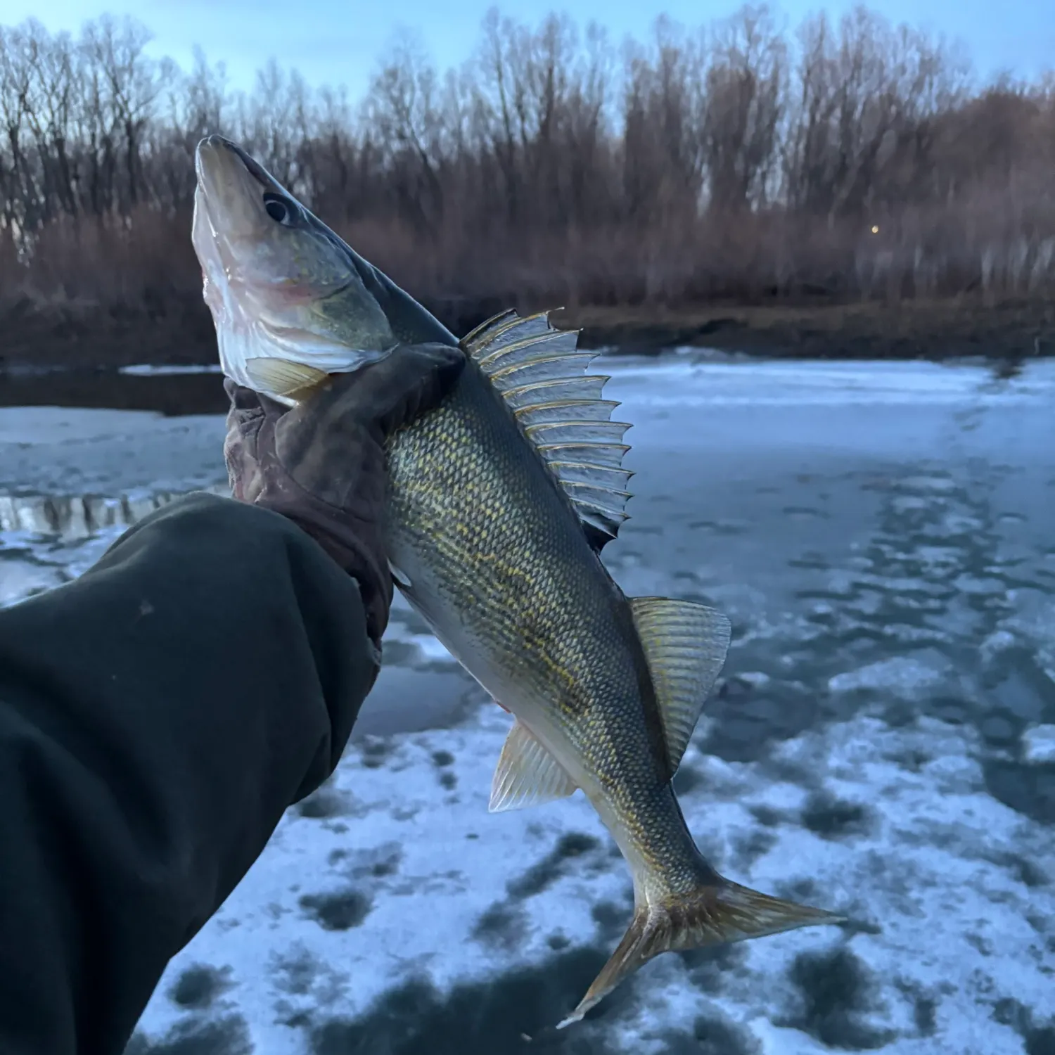 The most recent Walleye catches on Fishbrain