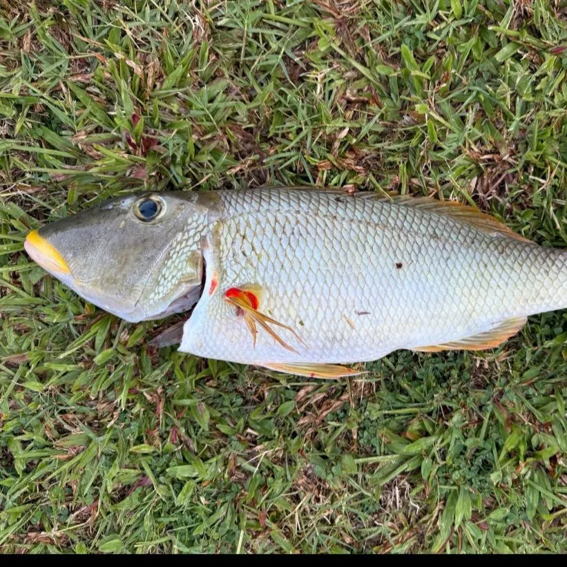 The most recent Yellowlip emperor catches on Fishbrain