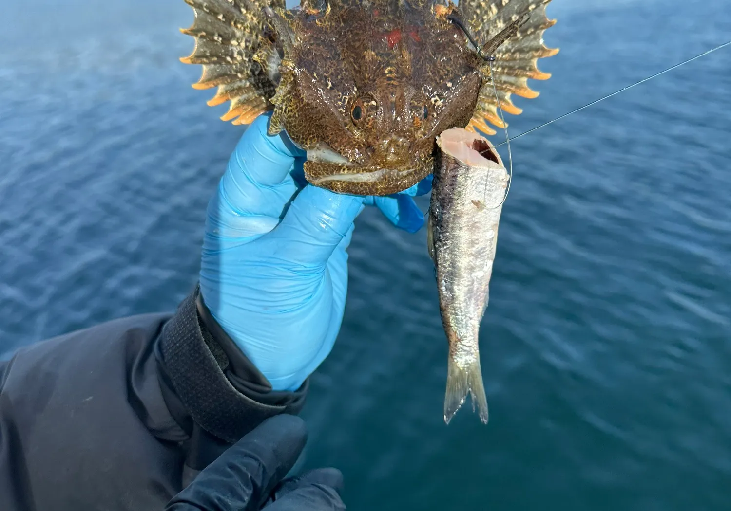 Buffalo sculpin