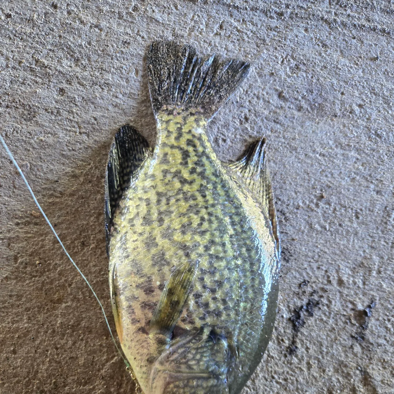 Black crappie caught on Fishbrain