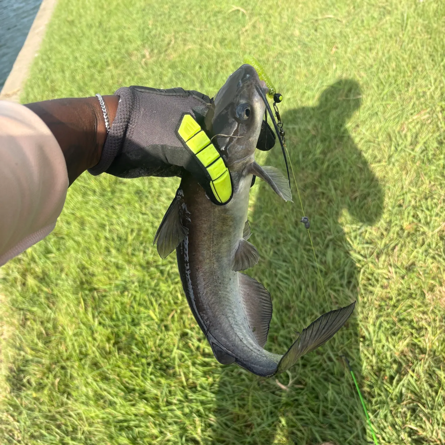 Channel catfish caught on Fishbrain