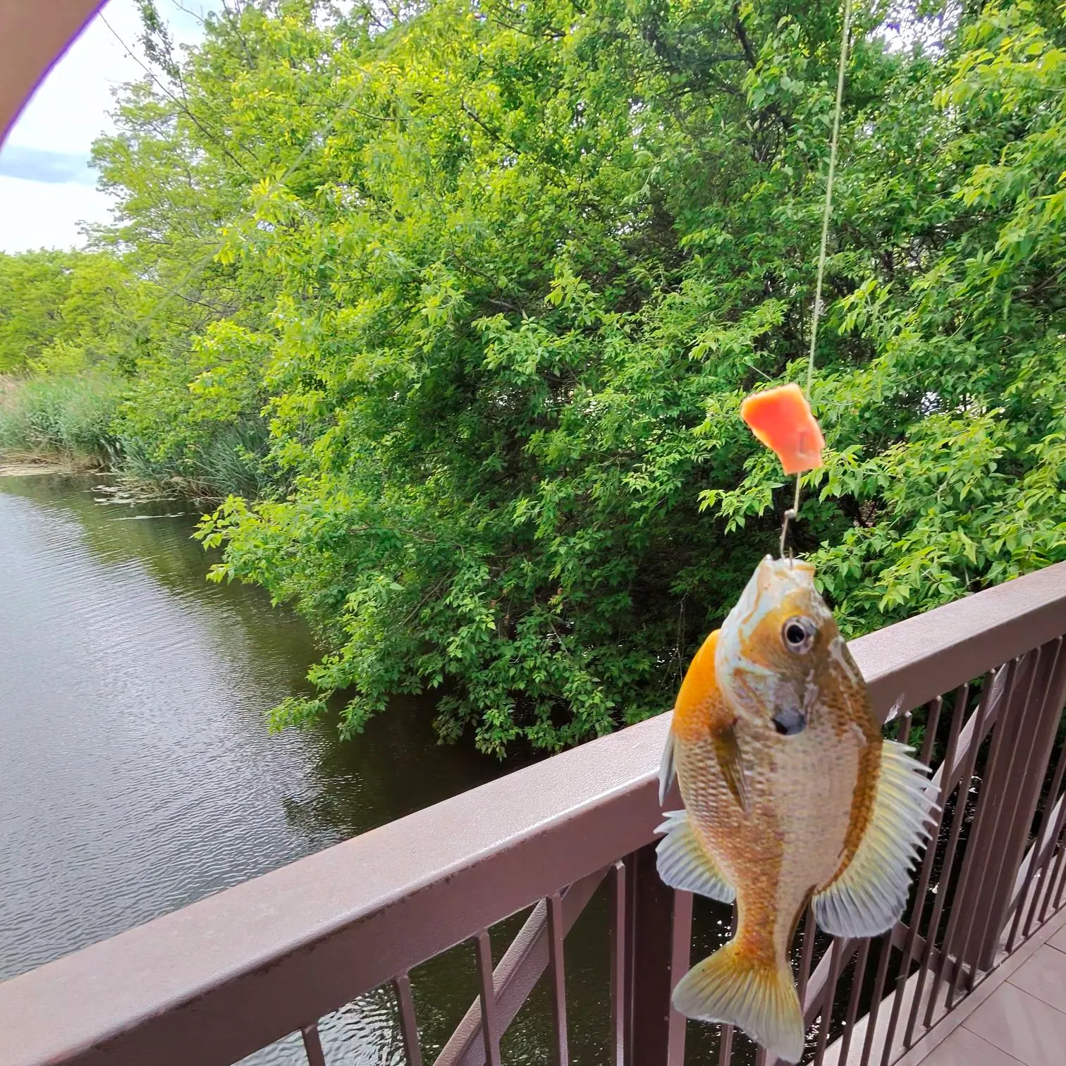 Redbreast sunfish caught on Fishbrain