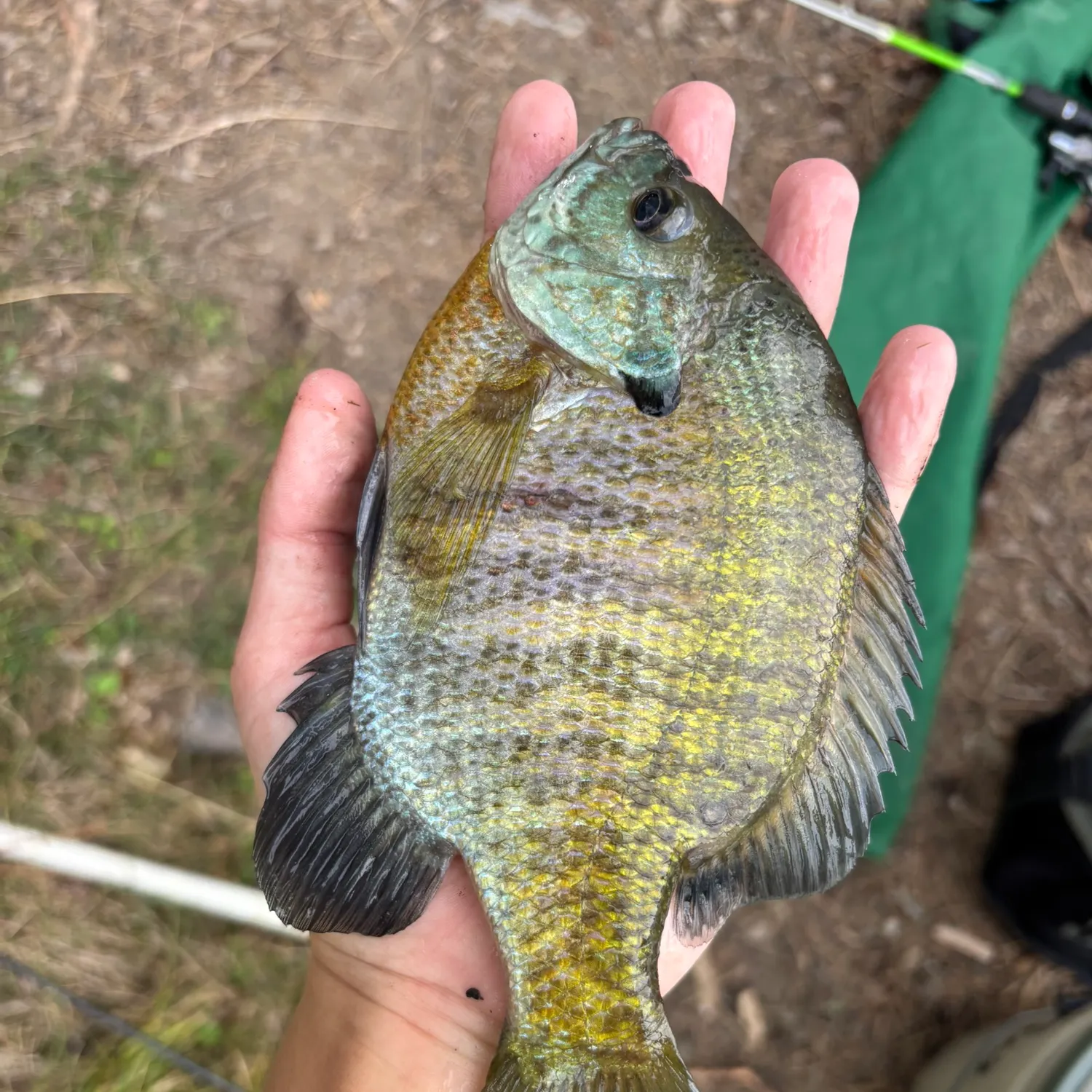 Bluegill caught on Fishbrain