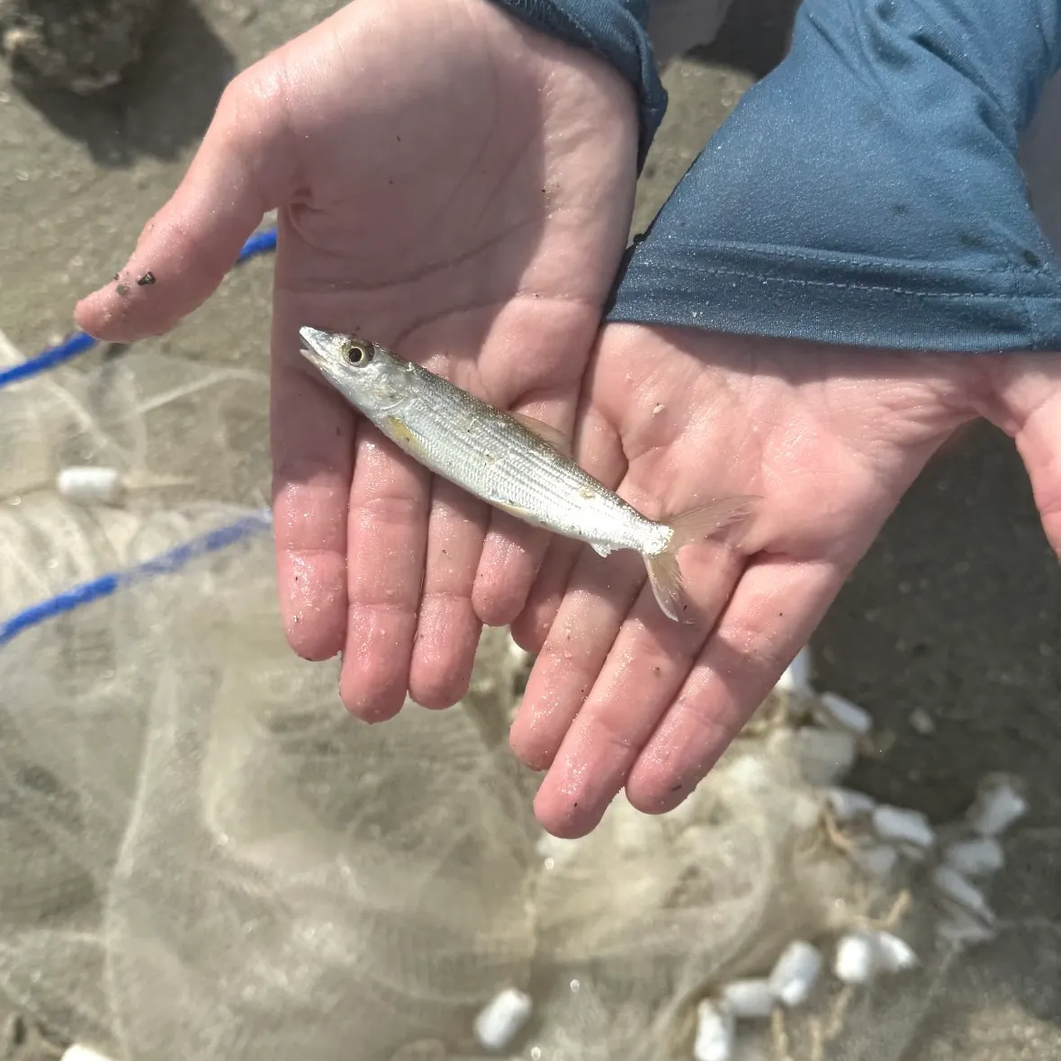The most recent West Atlantic bonefish catches on Fishbrain