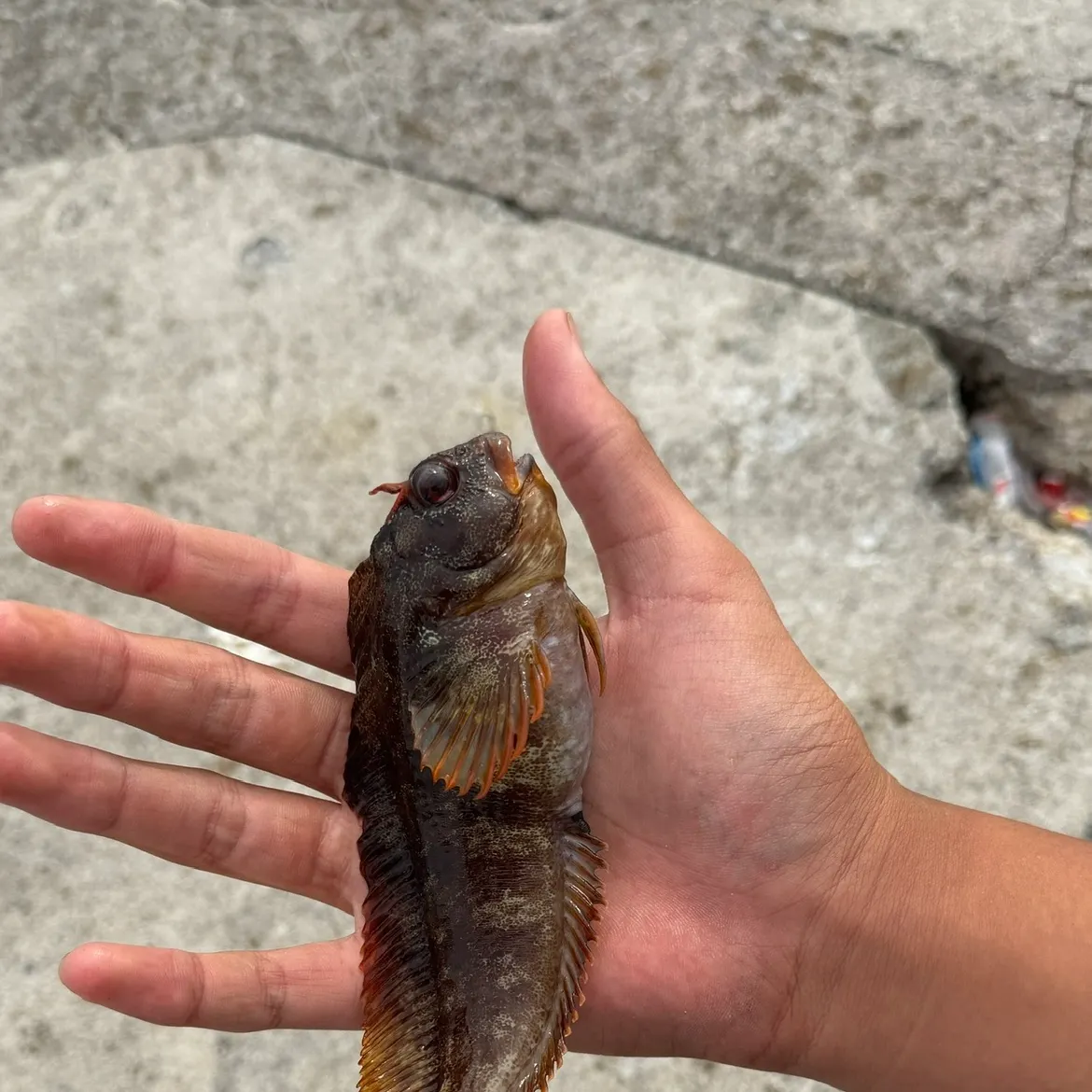 The most recent Tompot blenny catches on Fishbrain