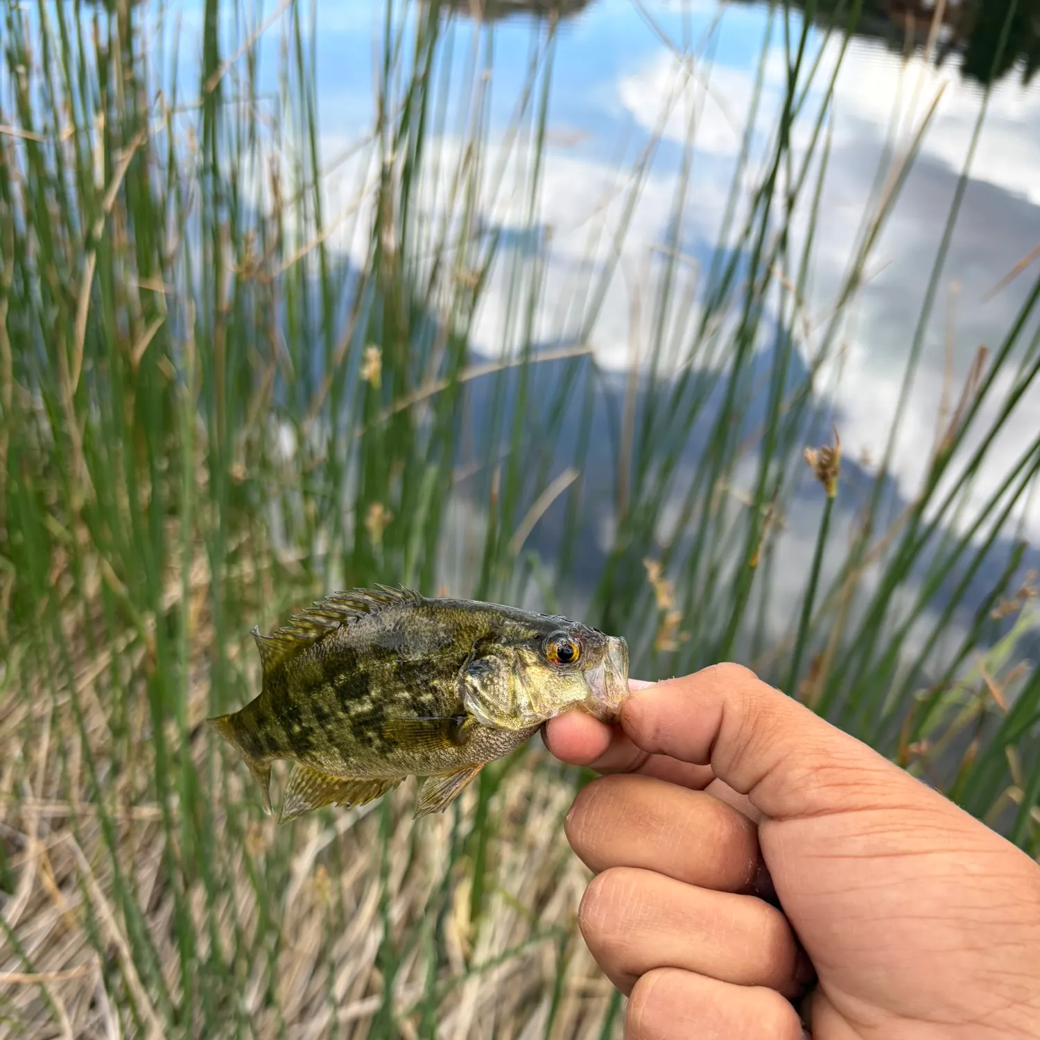 The most recent Sacramento perch catches on Fishbrain