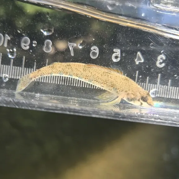 The most recent Blueside darter catches on Fishbrain