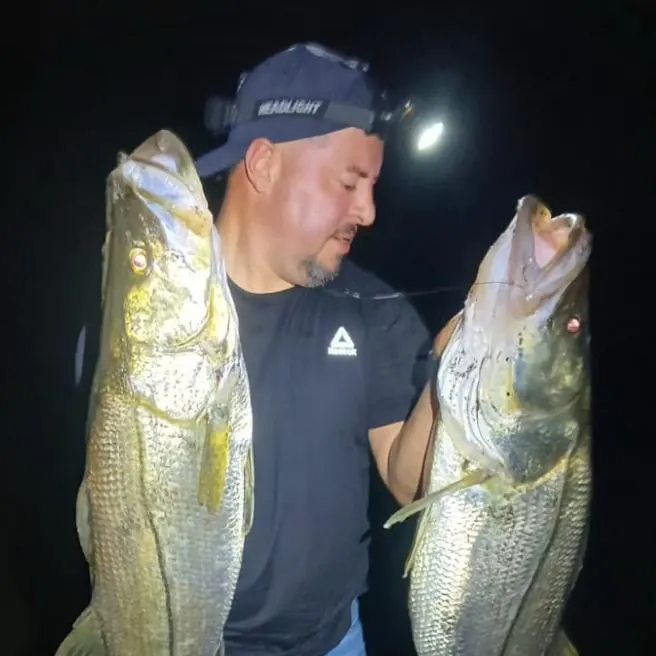 Common snook caught on Fishbrain