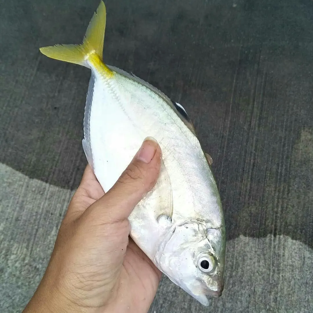 The most recent Brownback trevally catches on Fishbrain