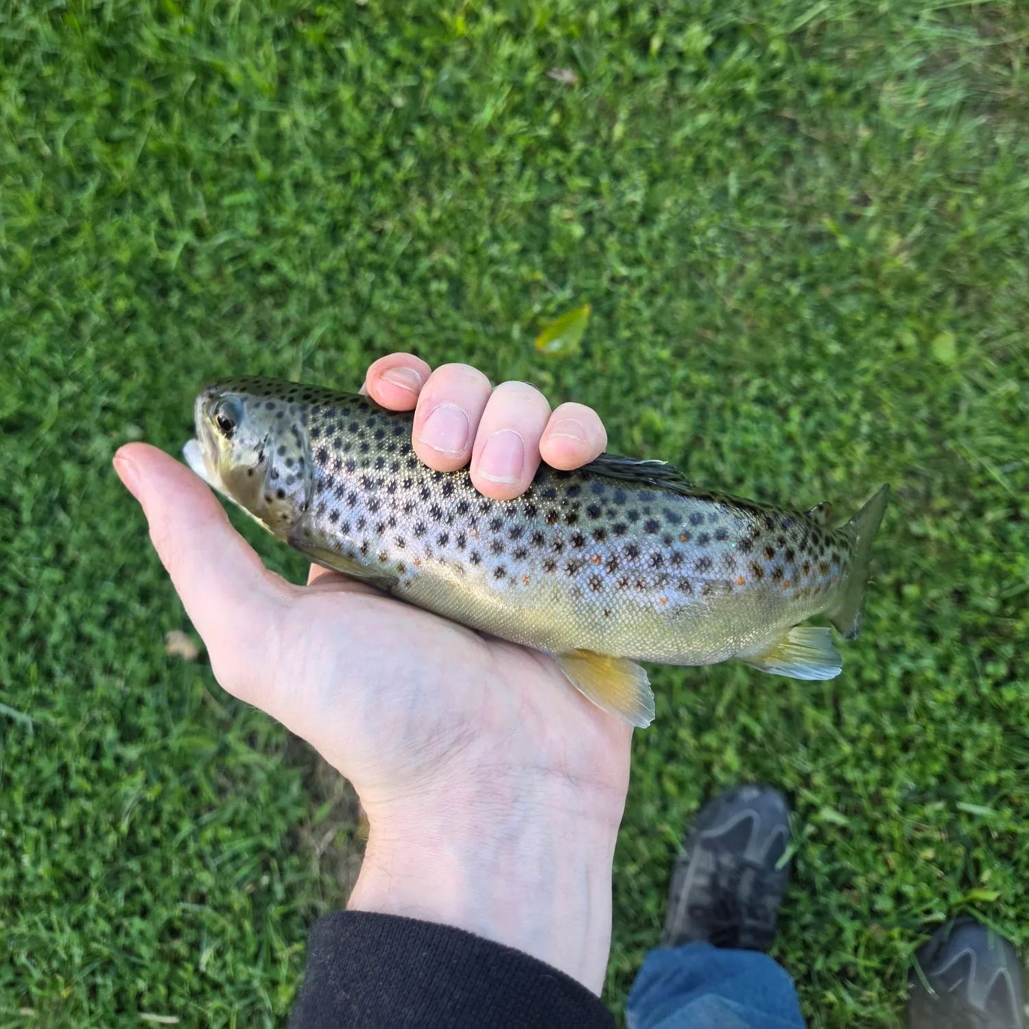 Brown trout caught on Fishbrain