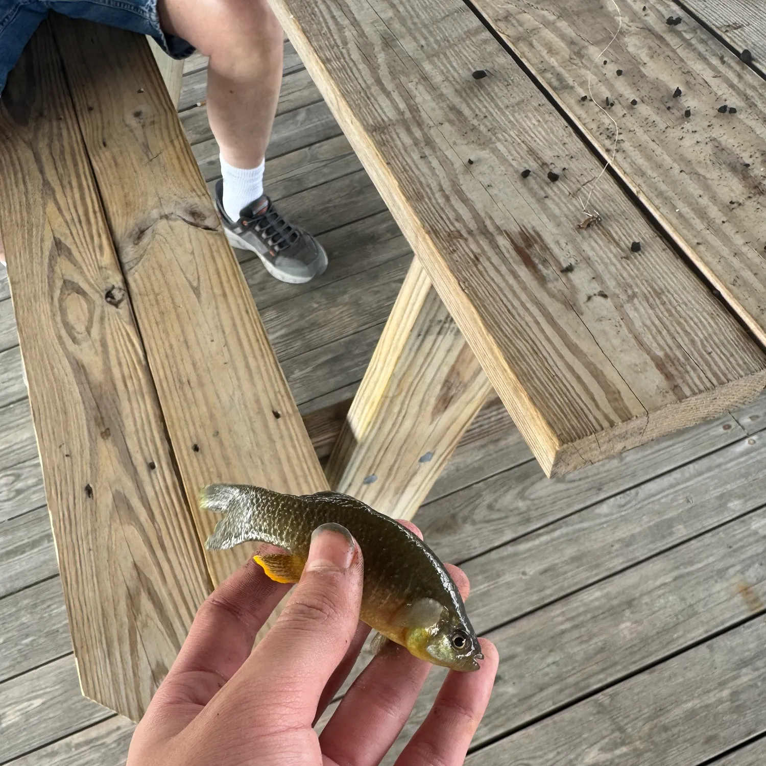 The most recent Mummichog catches on Fishbrain