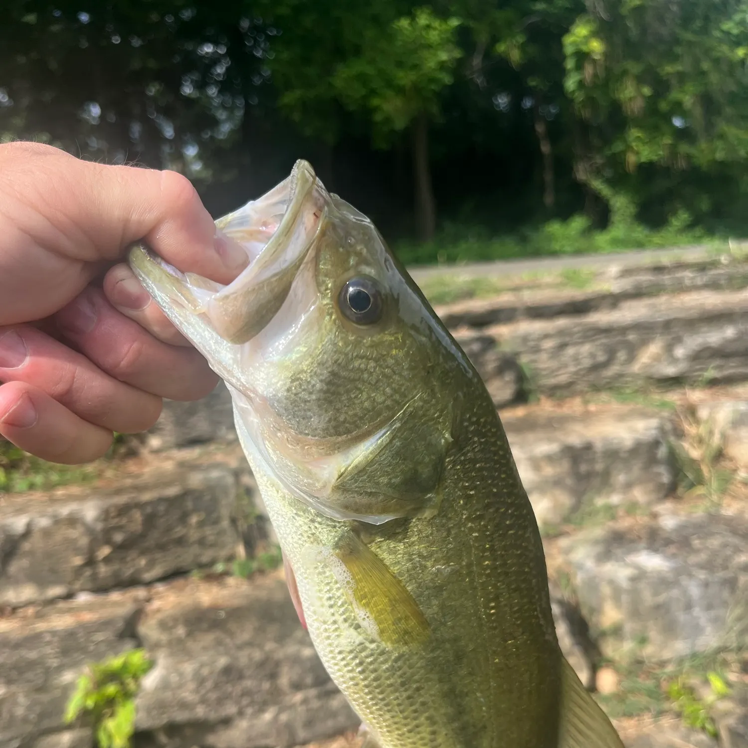 Largemouth bass caught on Fishbrain