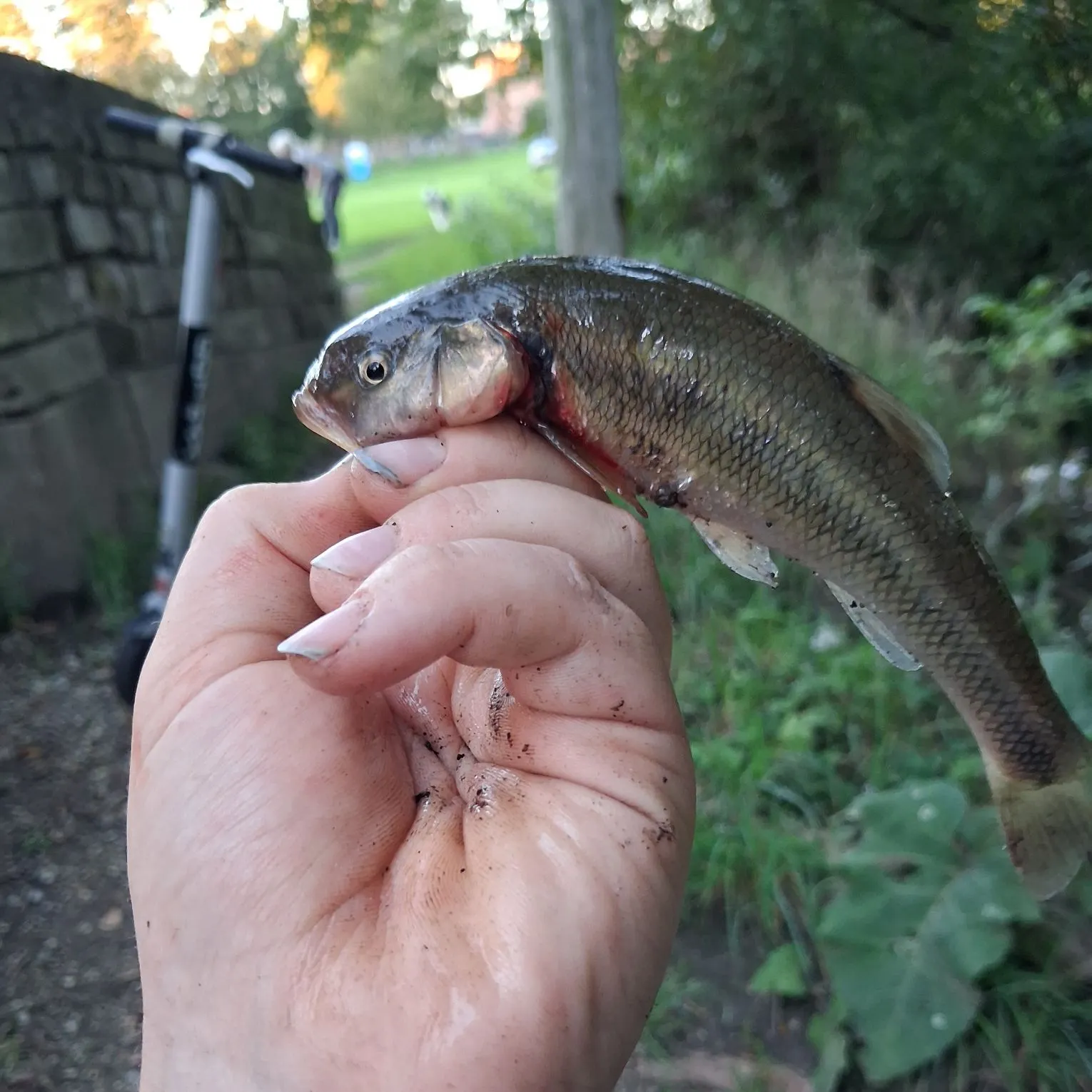 Creek chub caught on Fishbrain