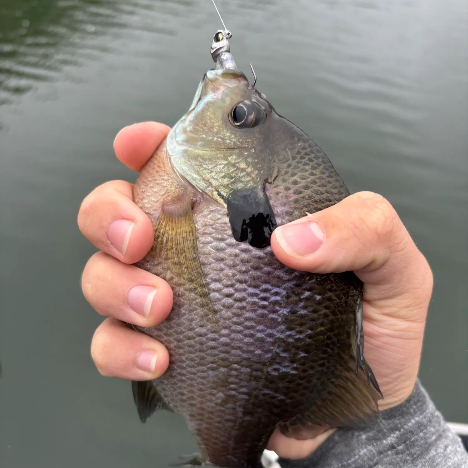 Bluegill caught on Fishbrain