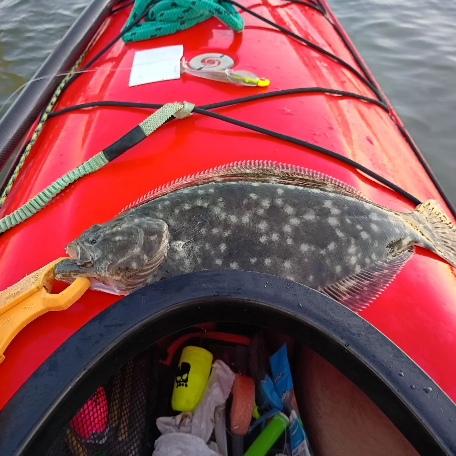 Summer flounder caught on Fishbrain