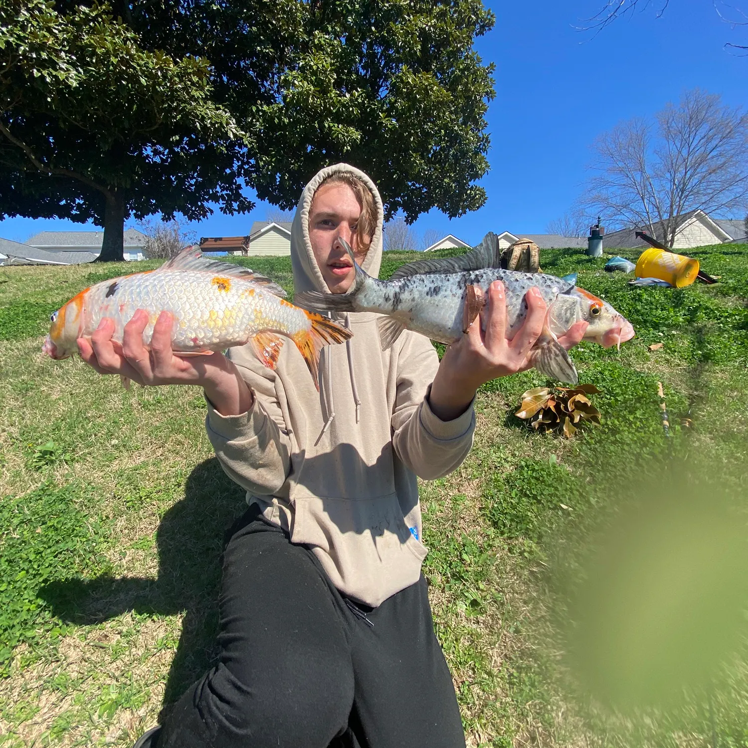 The most recent Koi carp catches on Fishbrain