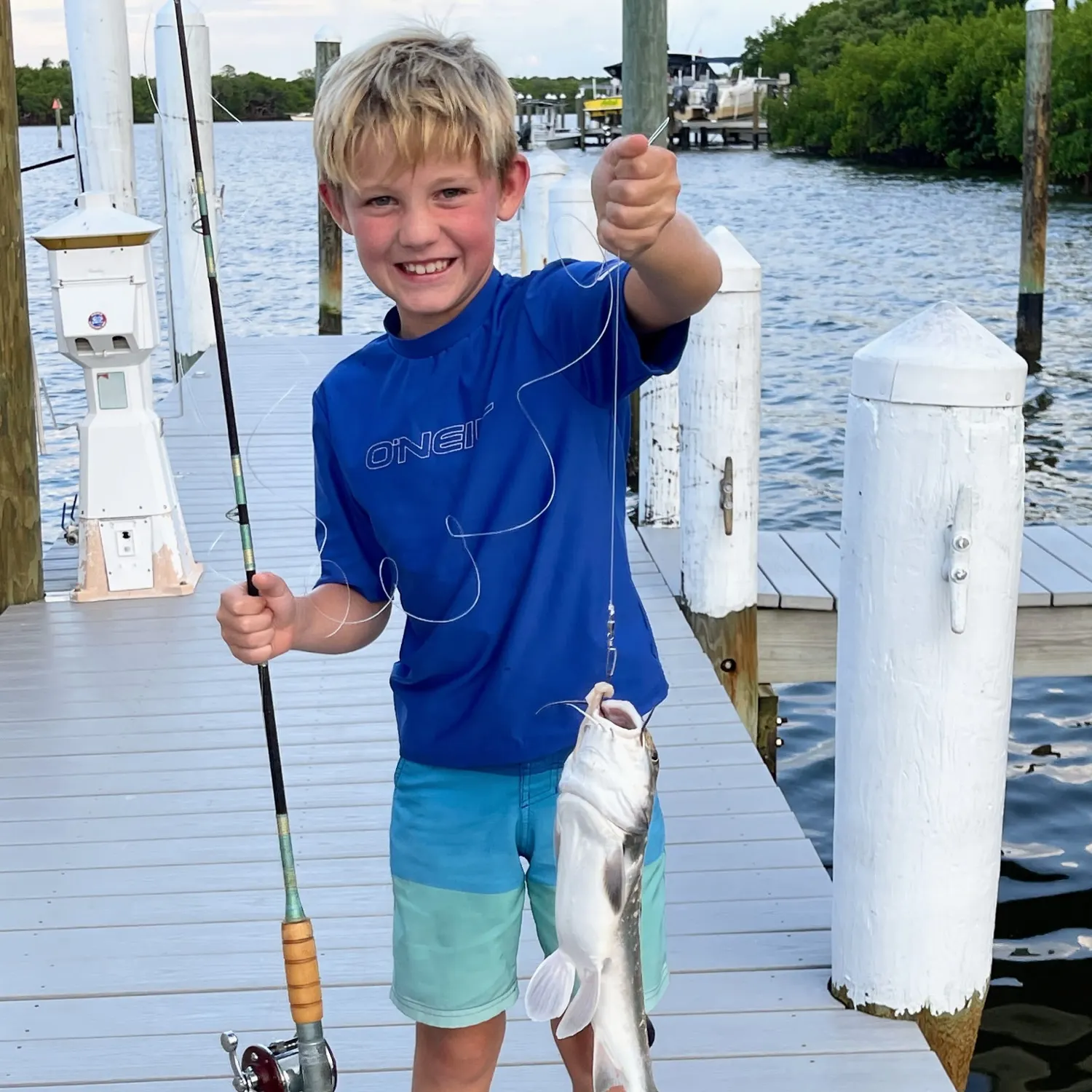 Hardhead sea catfish caught on Fishbrain