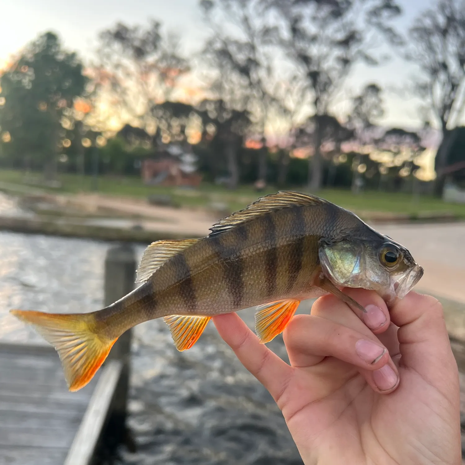 European perch caught on Fishbrain