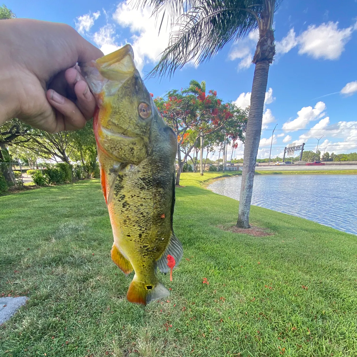 Butterfly peacock bass caught on Fishbrain