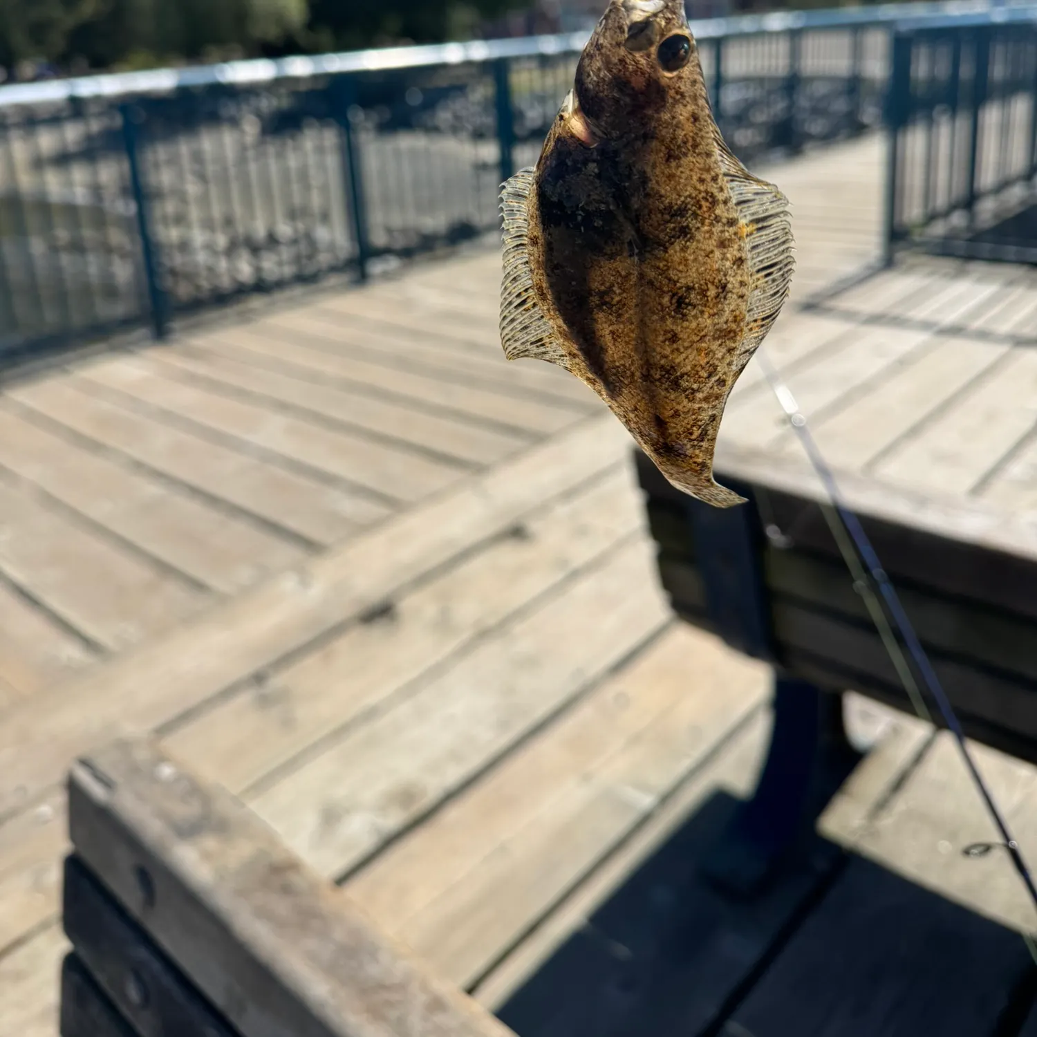 The most recent English sole catches on Fishbrain